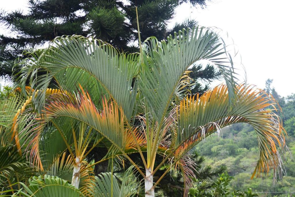 VillaLucia finca en tierra caliente cerca a Bogotá