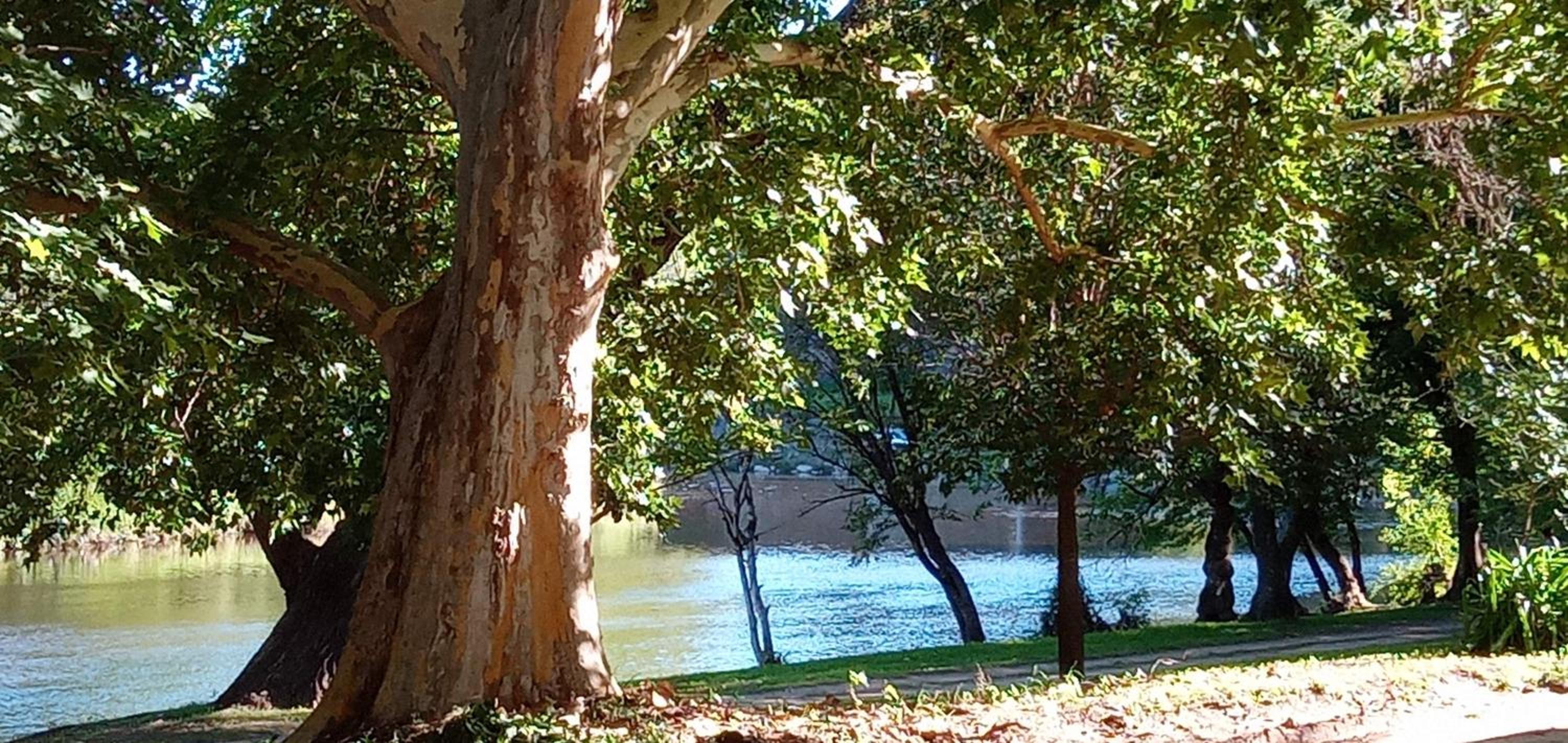 Cabañas La Rústica