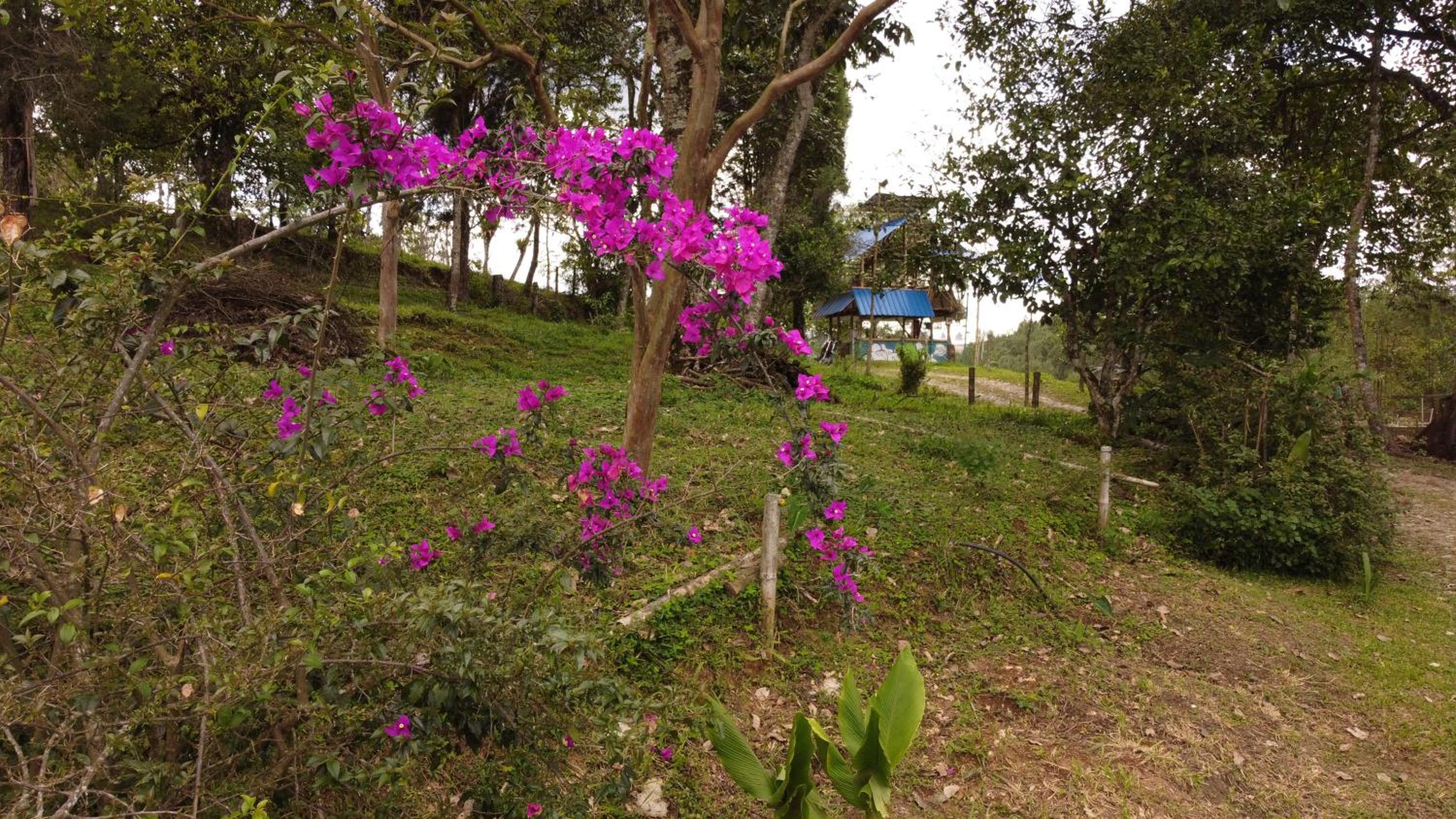 Green Hostal Popayan
