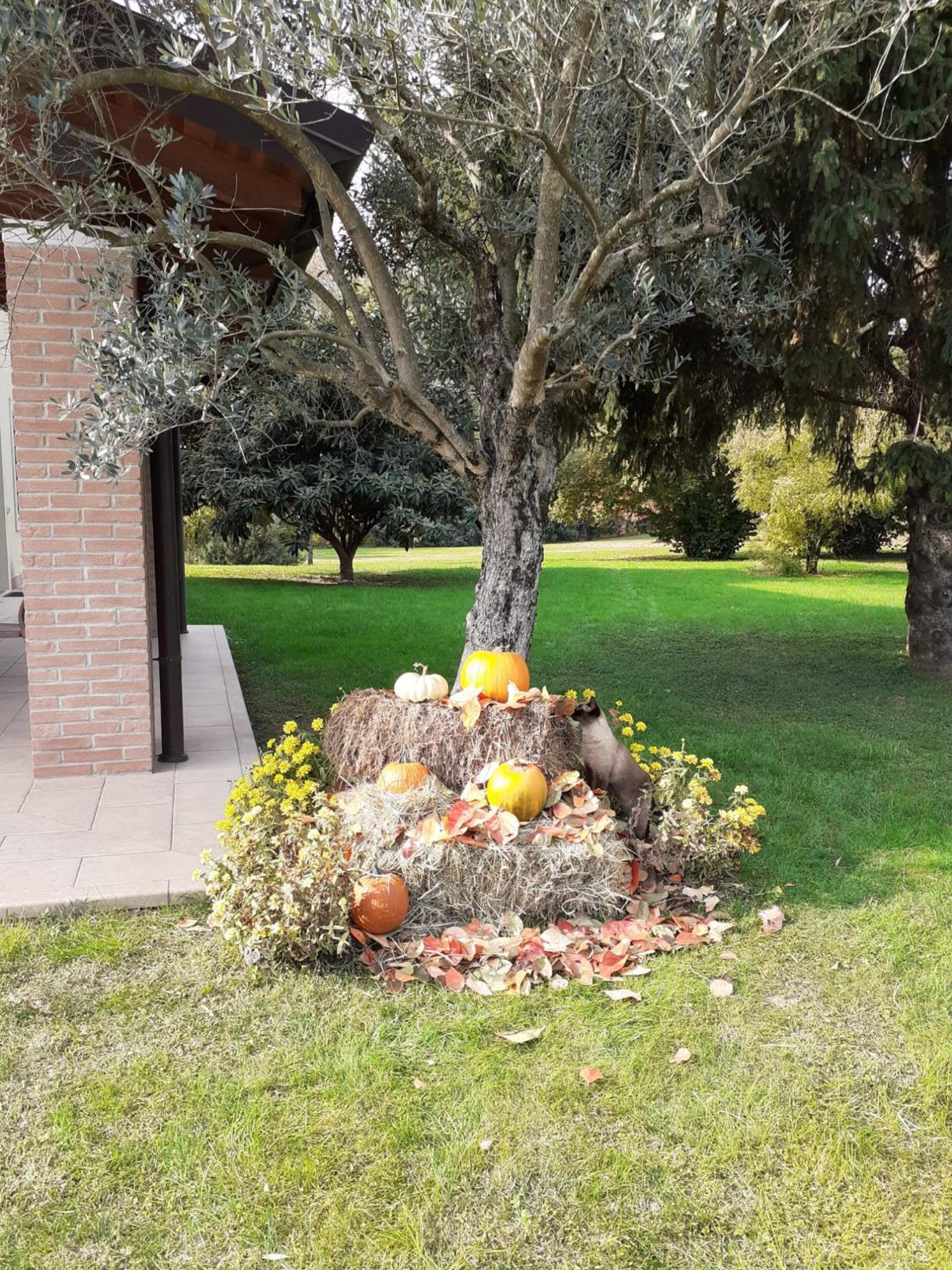 Photo 39