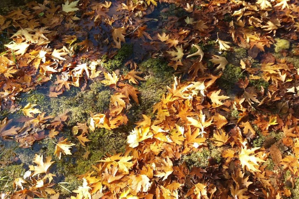 Photo 38