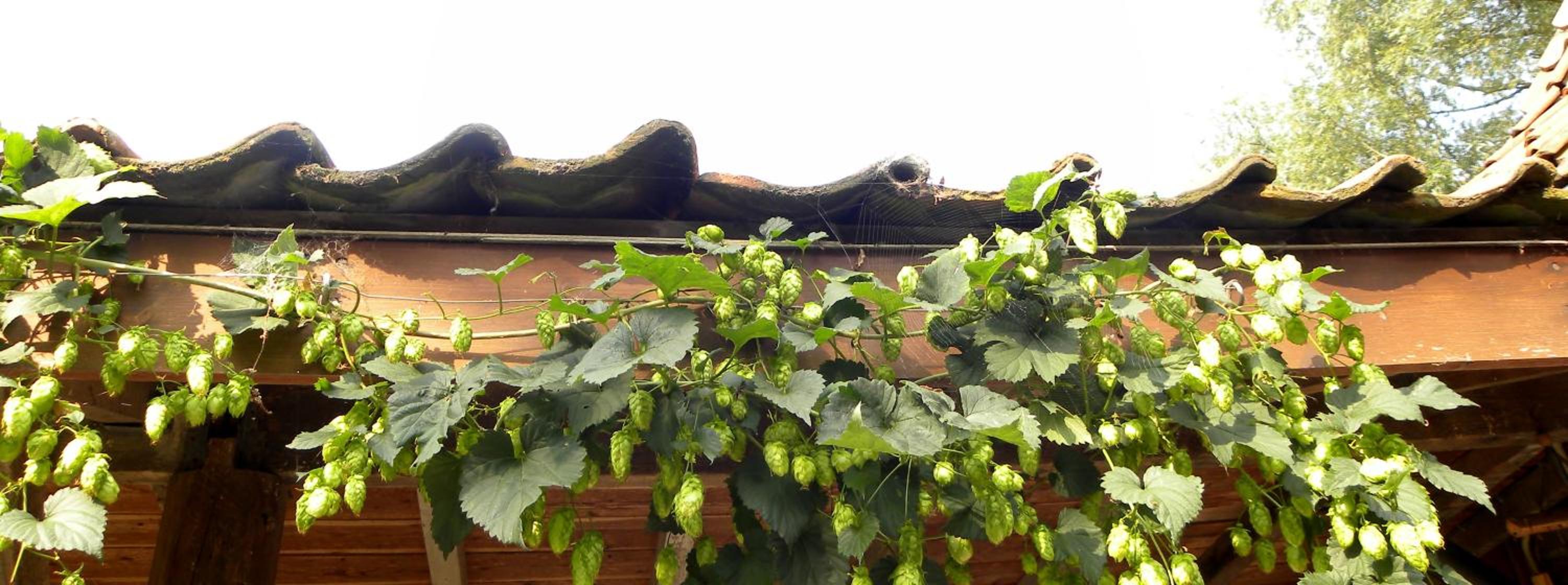 B&B Col del vino