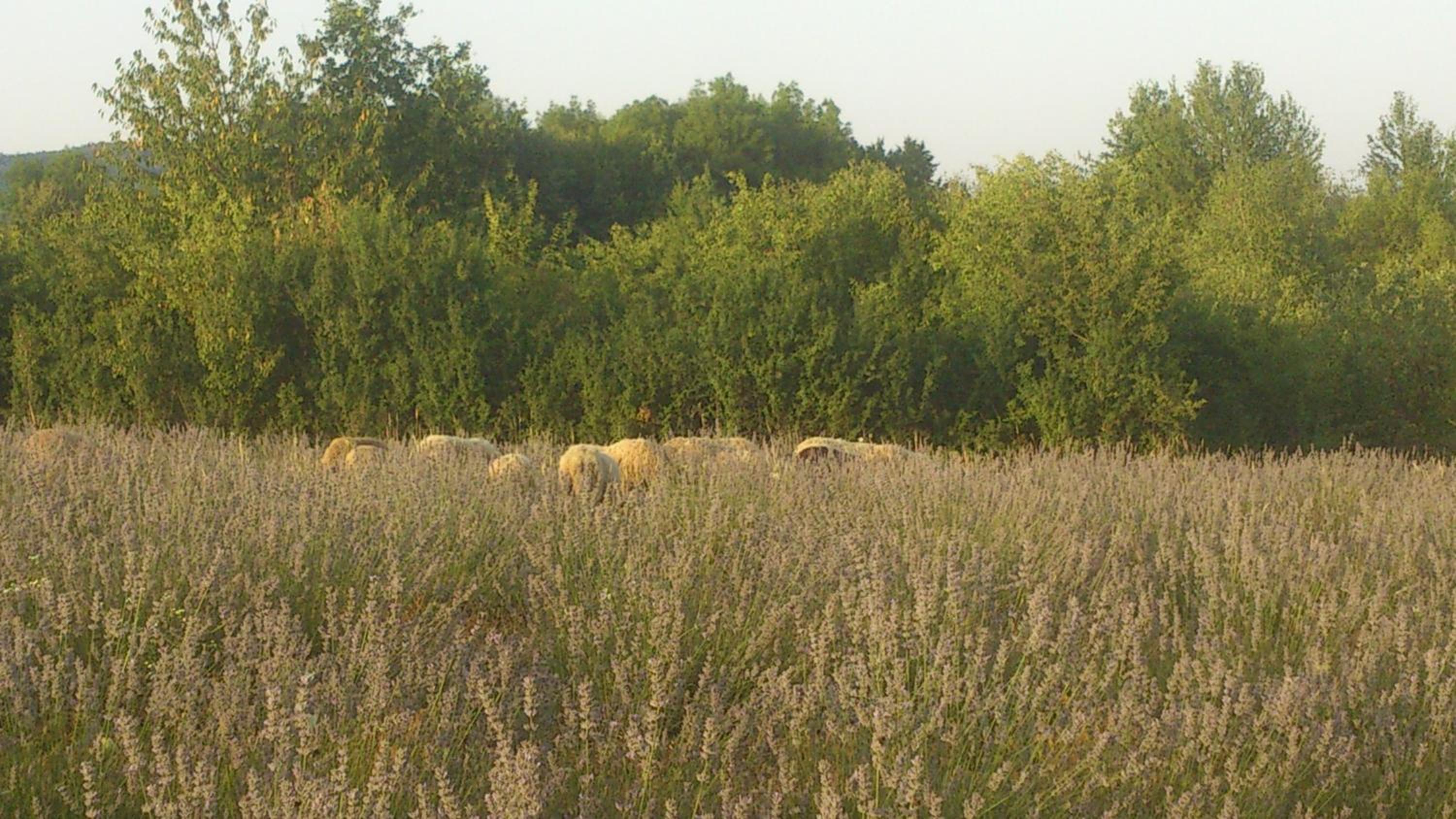Photo 34