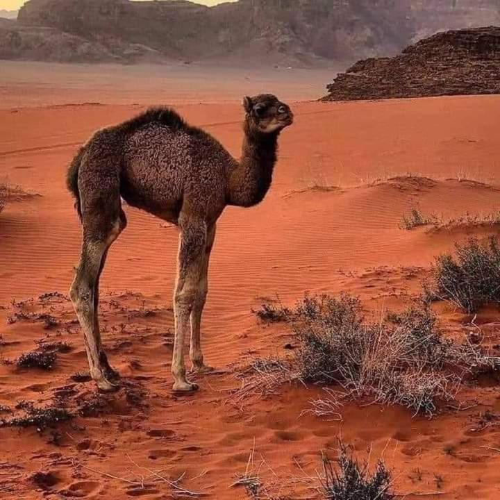 Wadi Rum Meteorite camp