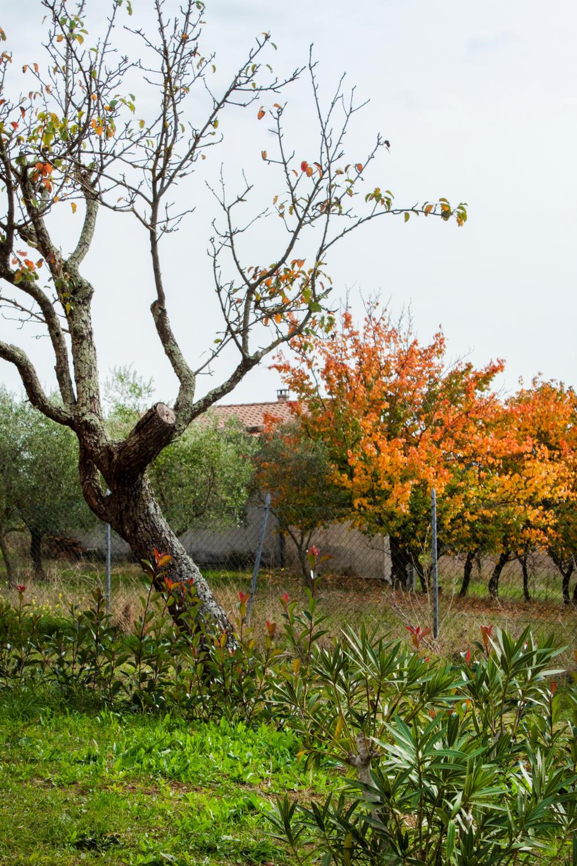 Agriturismo Poggio Degli Ulivi