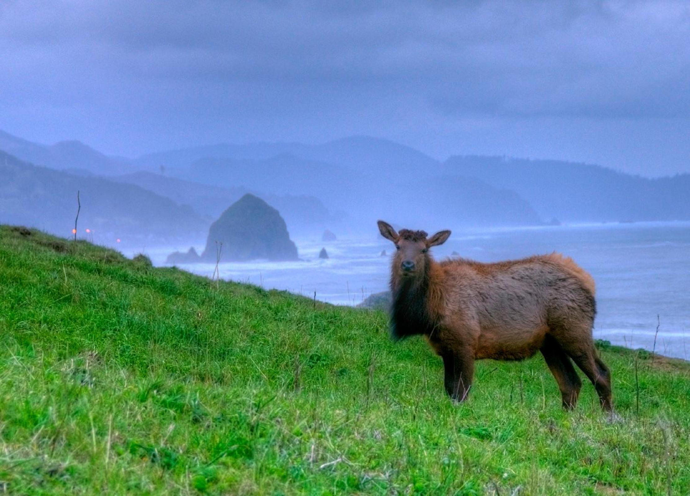 Ecola Creek Lodge