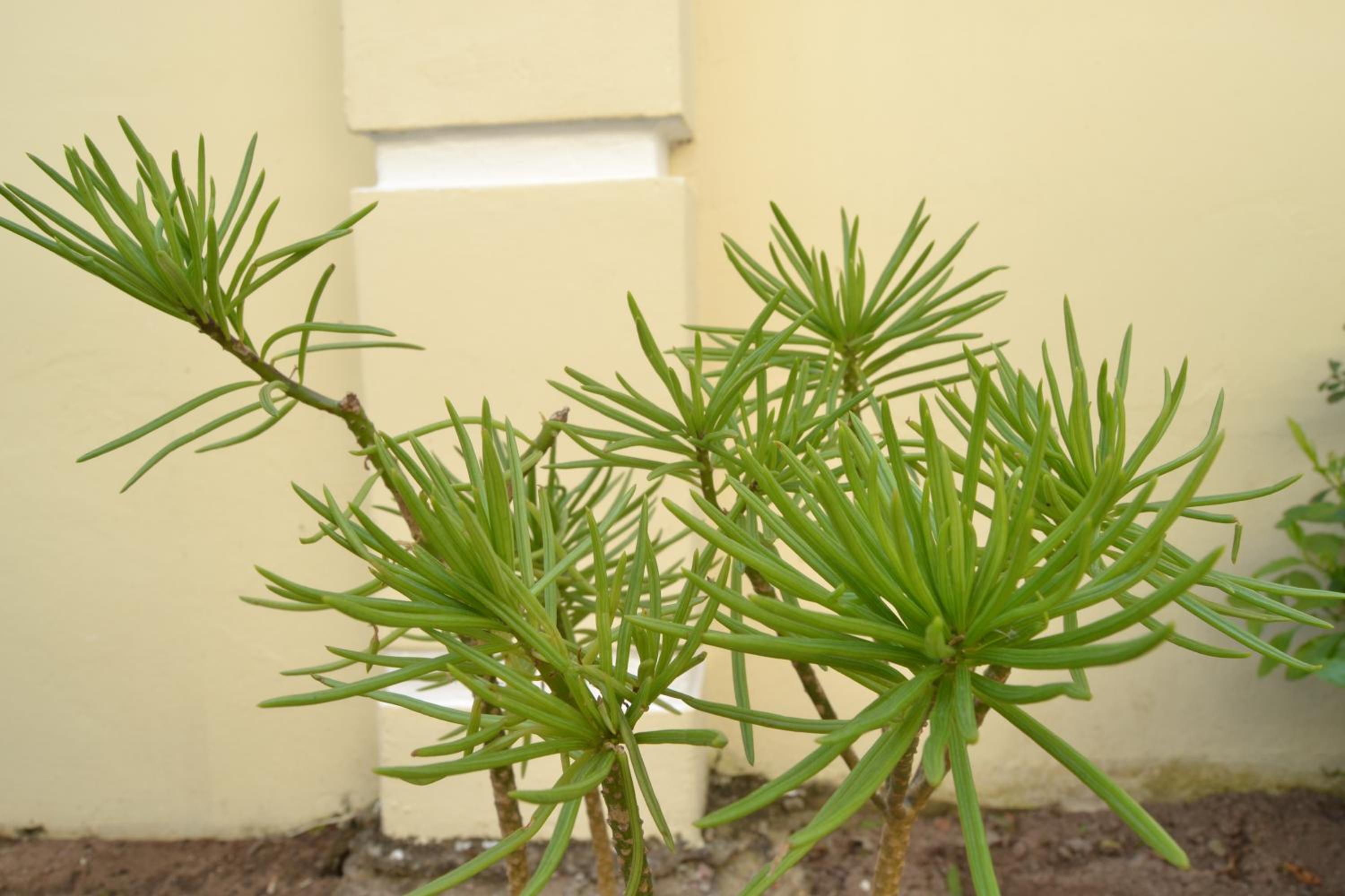 Photo 46