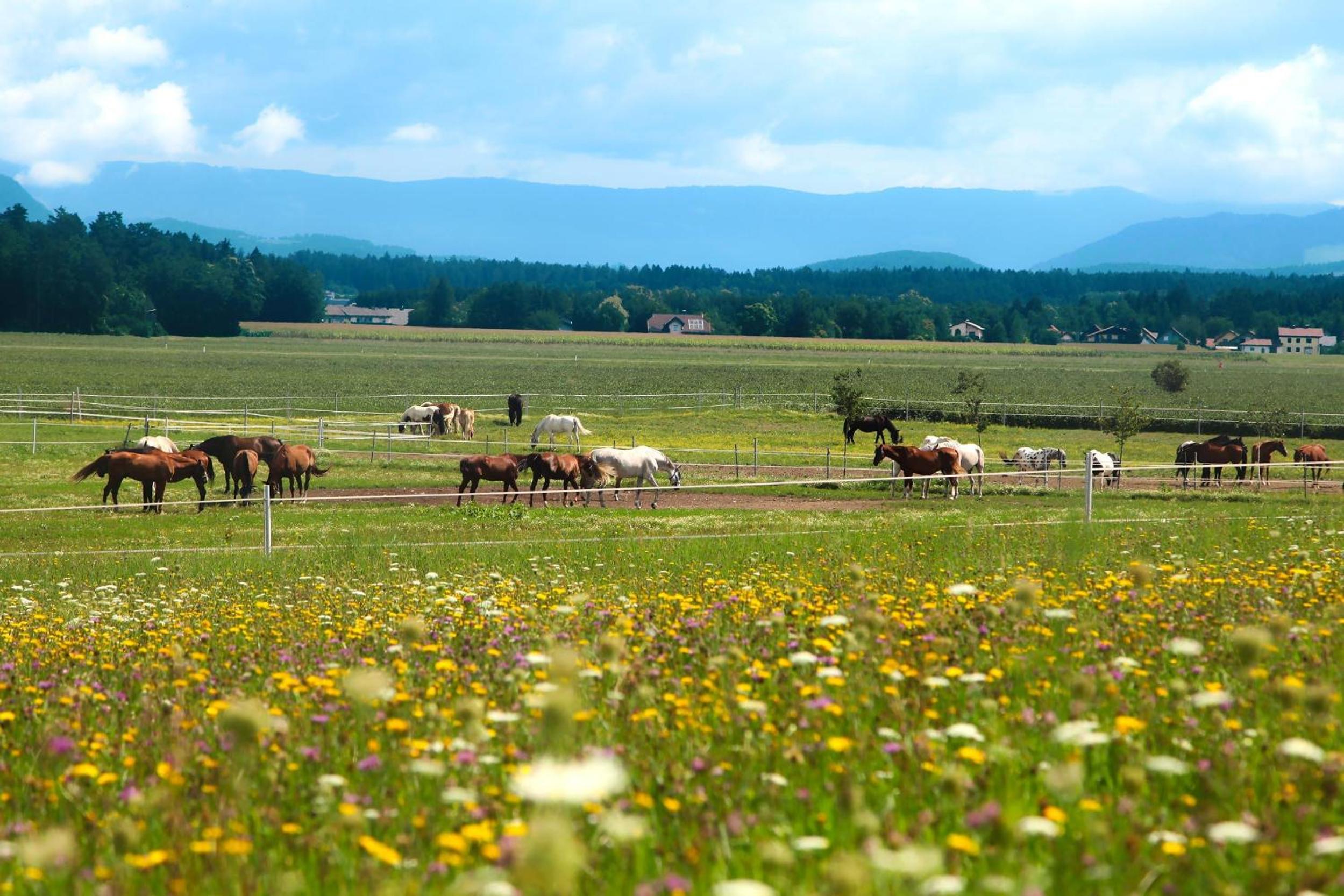 Ferienwohnungen Sauerschnig