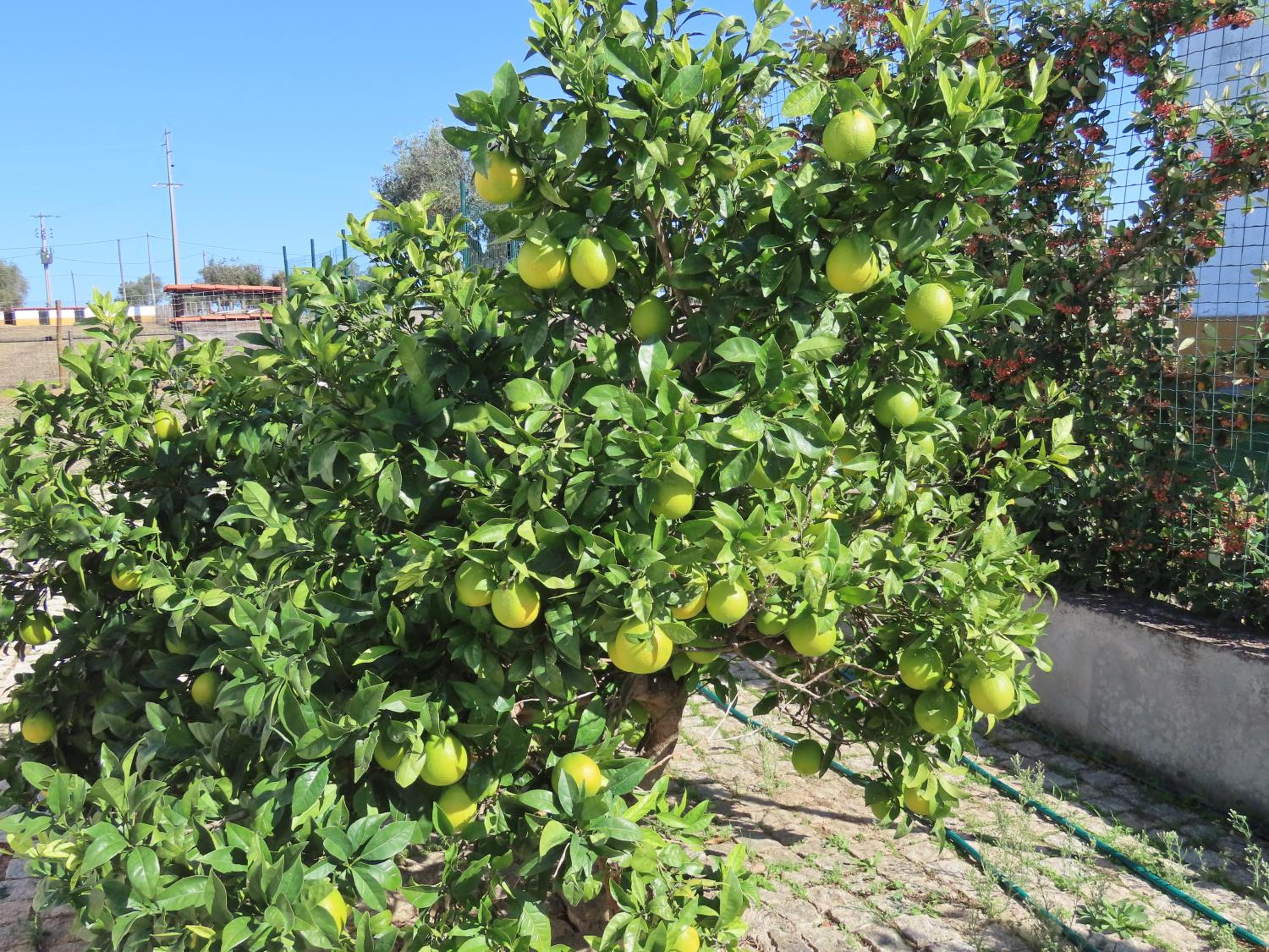 Photo 44
