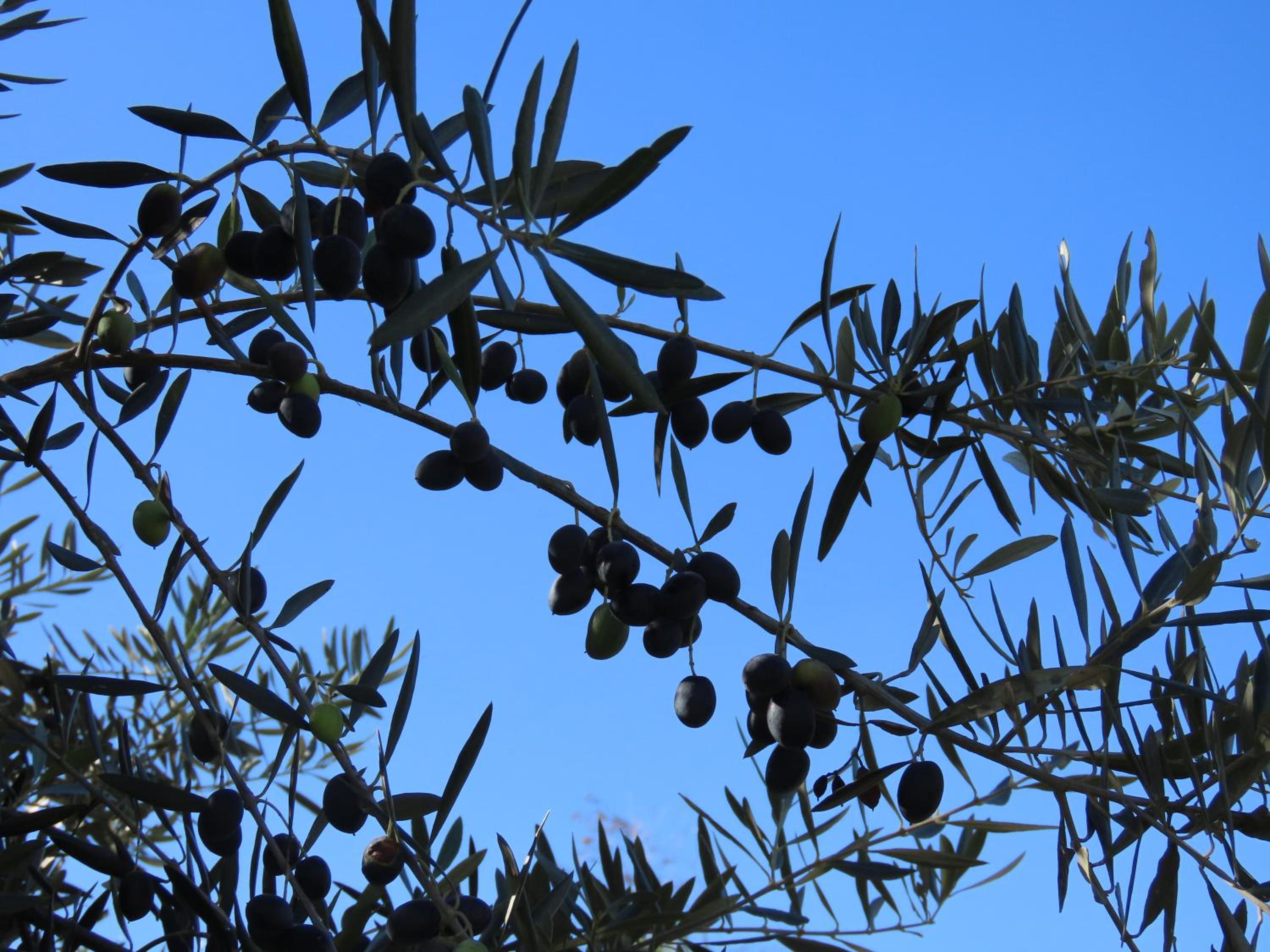 Photo 43