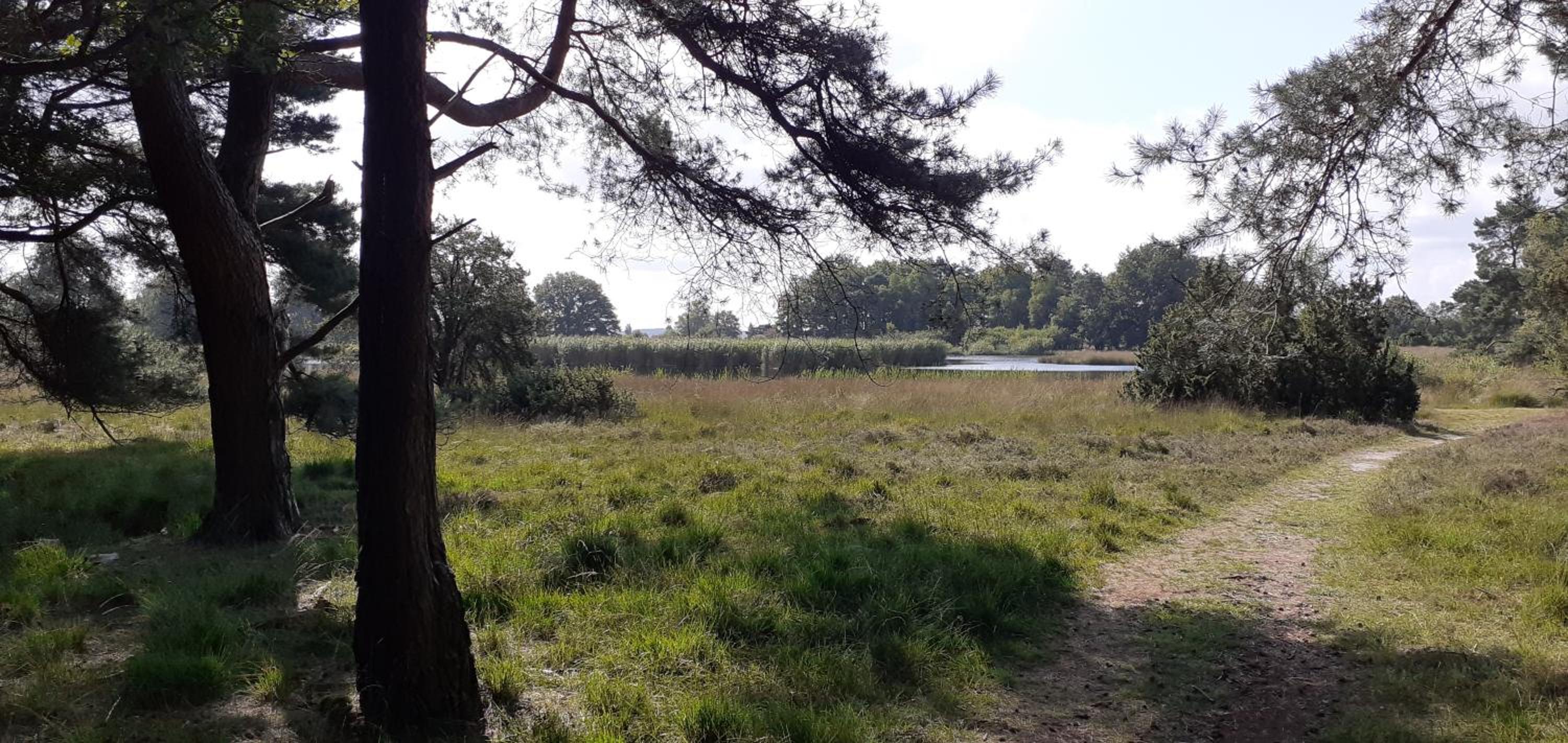 Drentse bungalow in natuur en rust view 3
