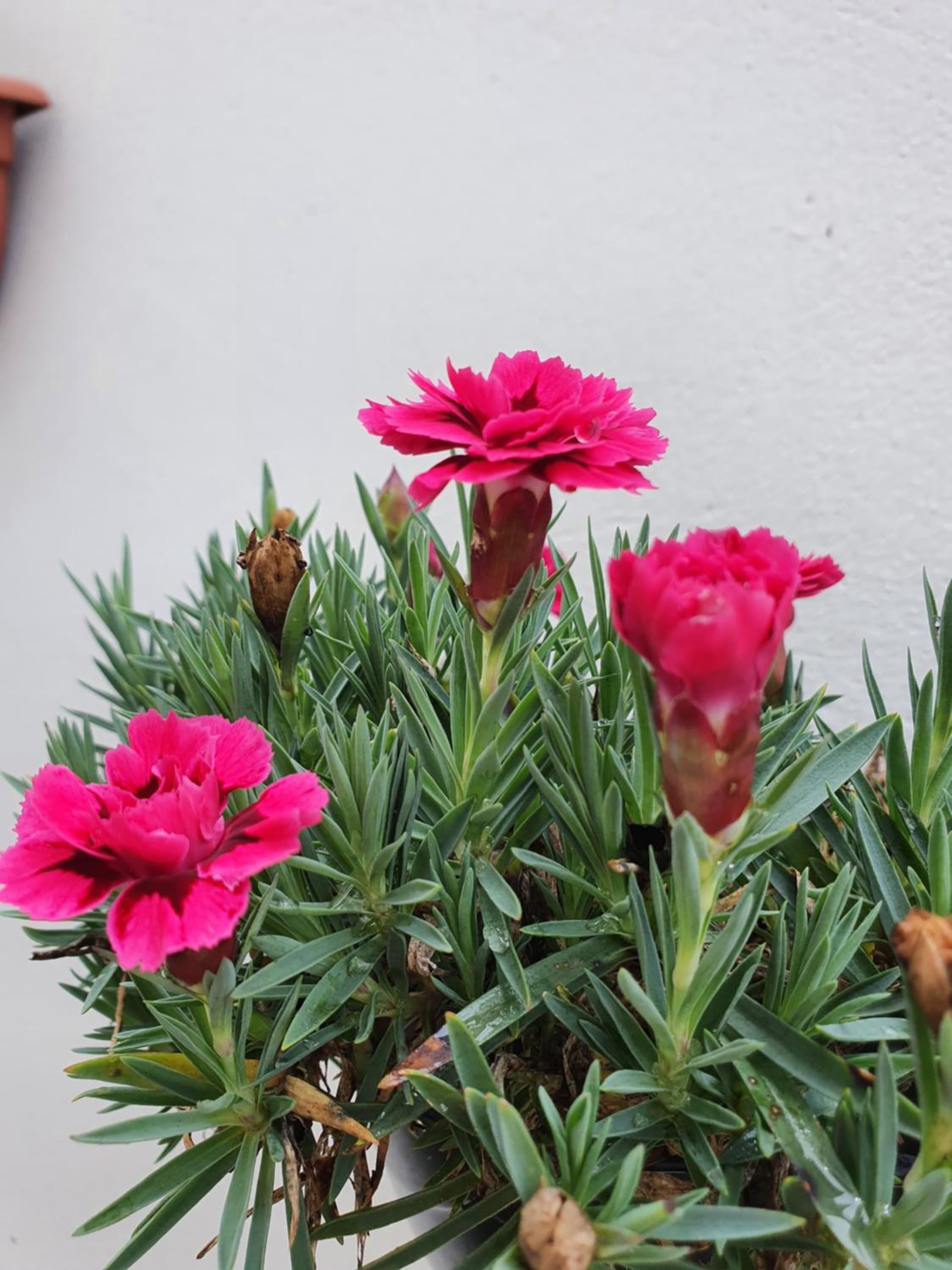 Las Gardenias