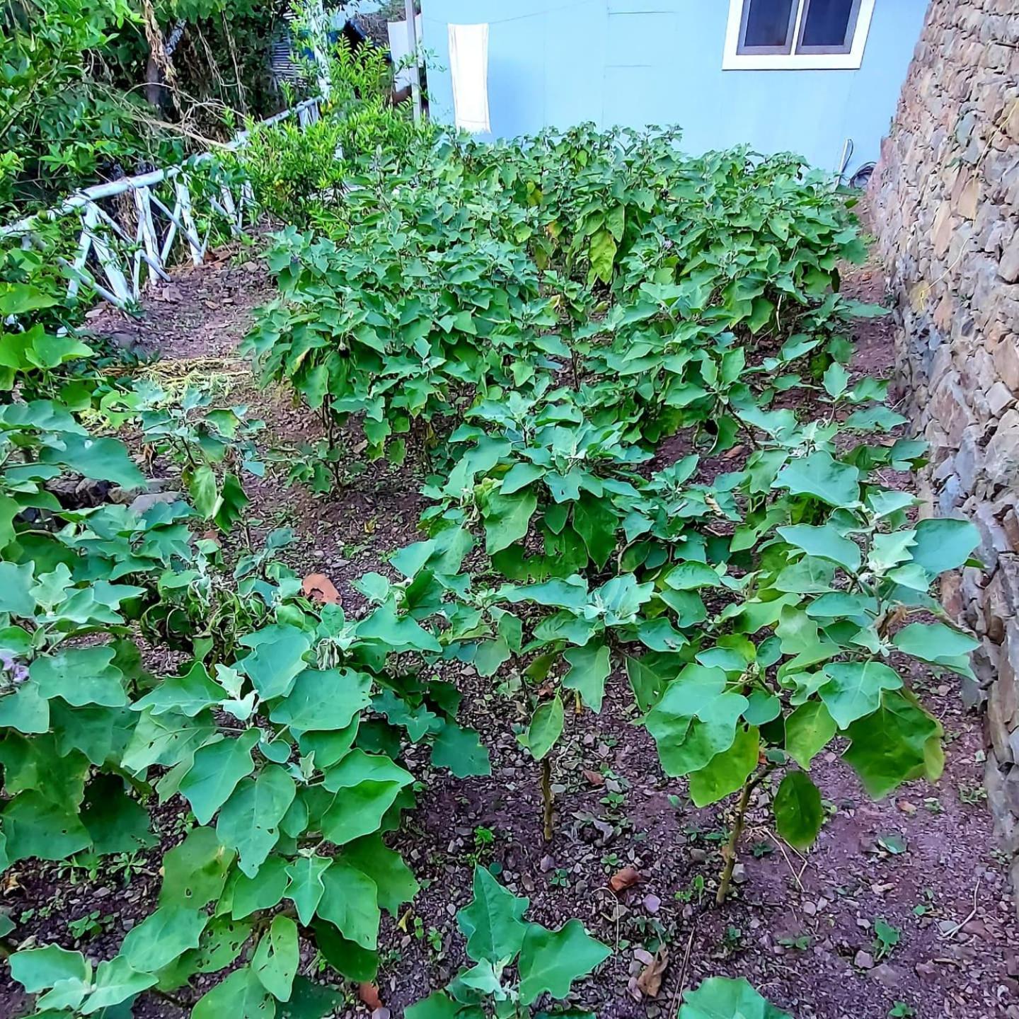 Photo 45