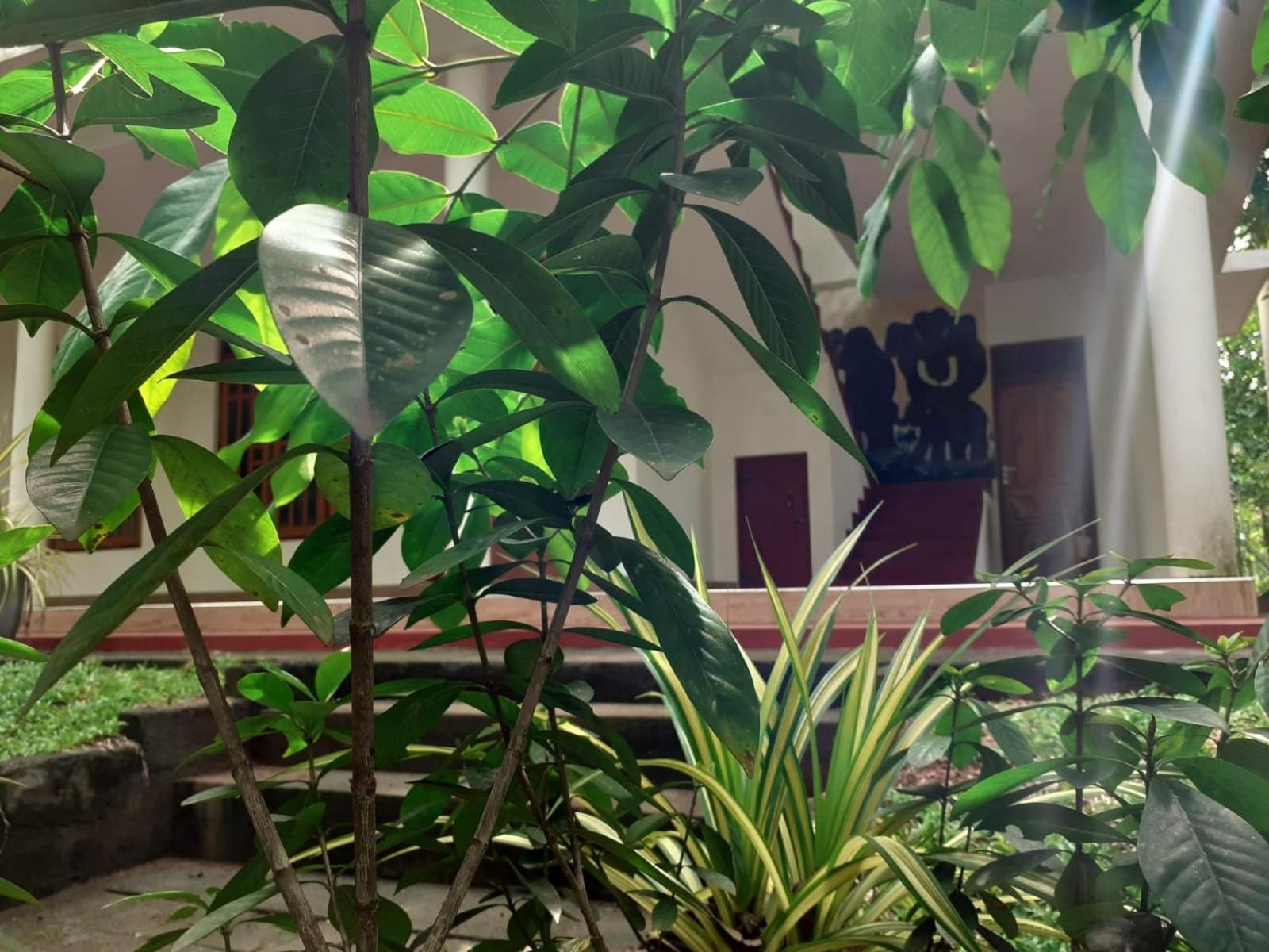 Yonara Green Rest view 5