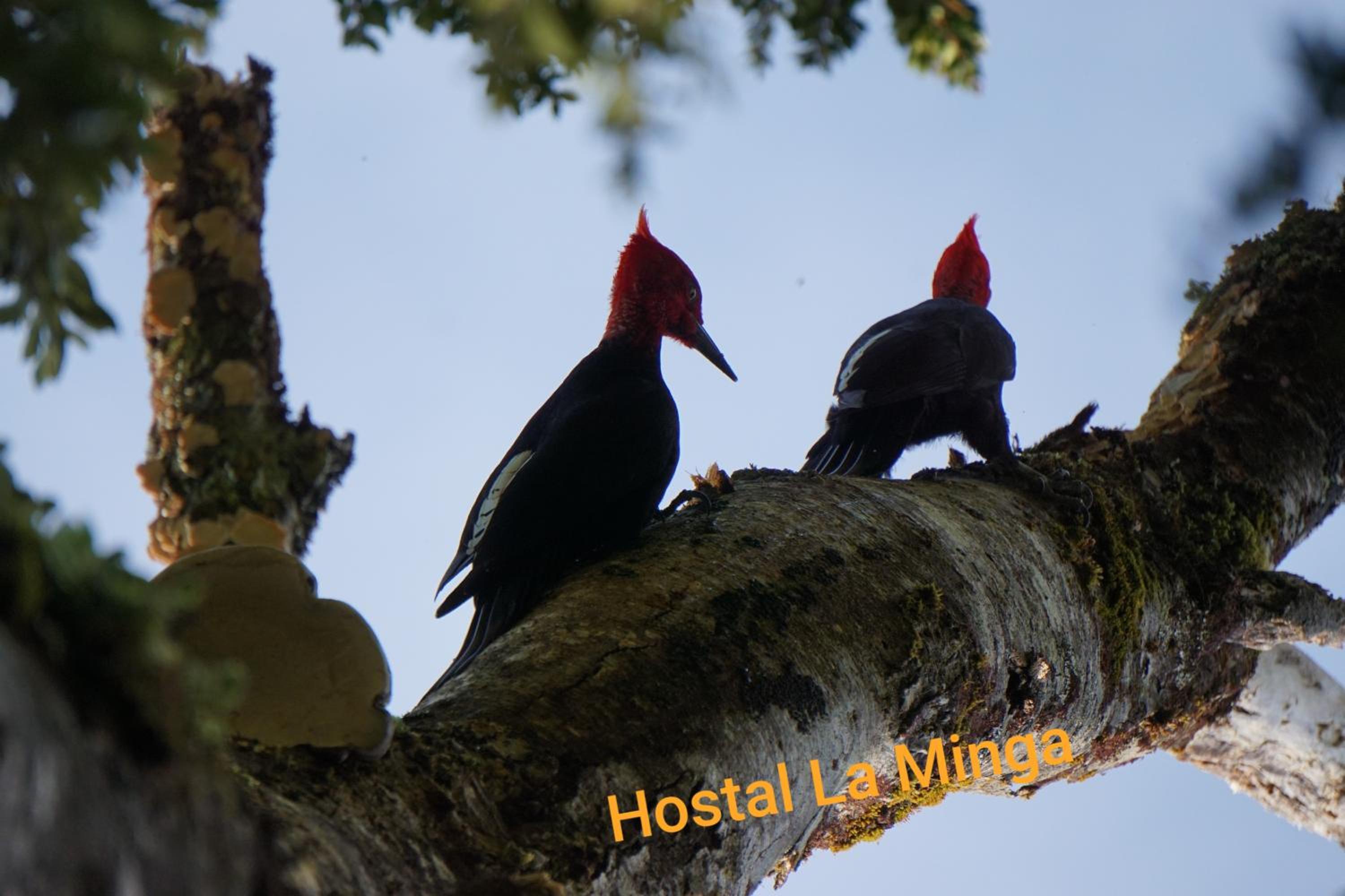 Hostal La Minga