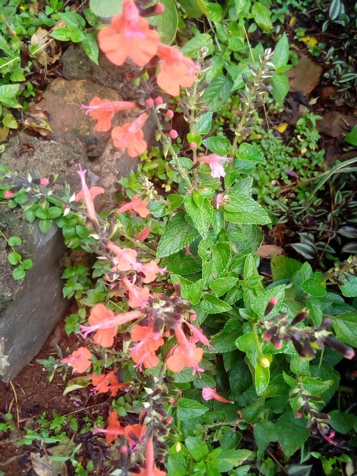 Photo 27