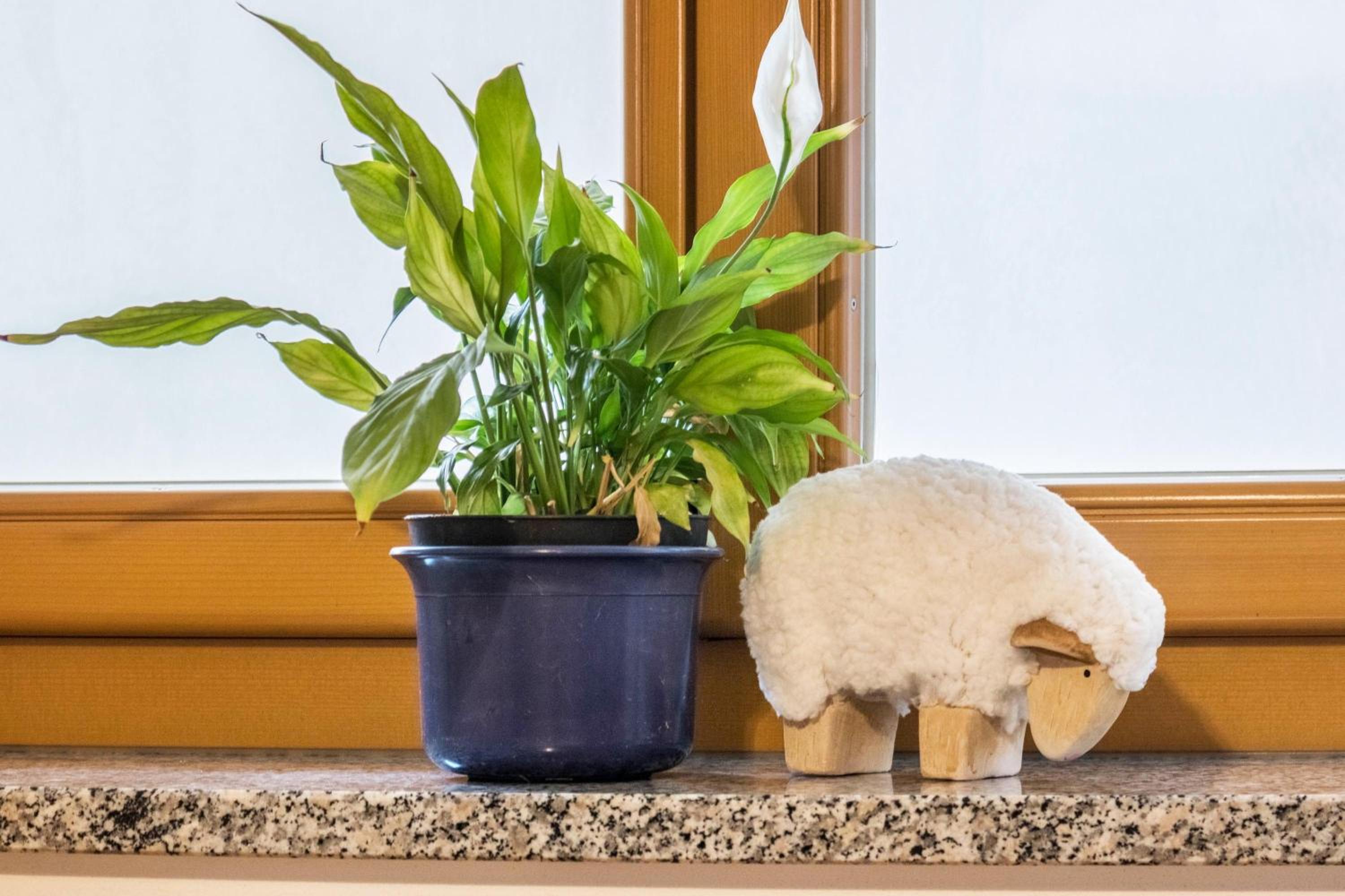 Egarthof Ferienwohnung Arnika