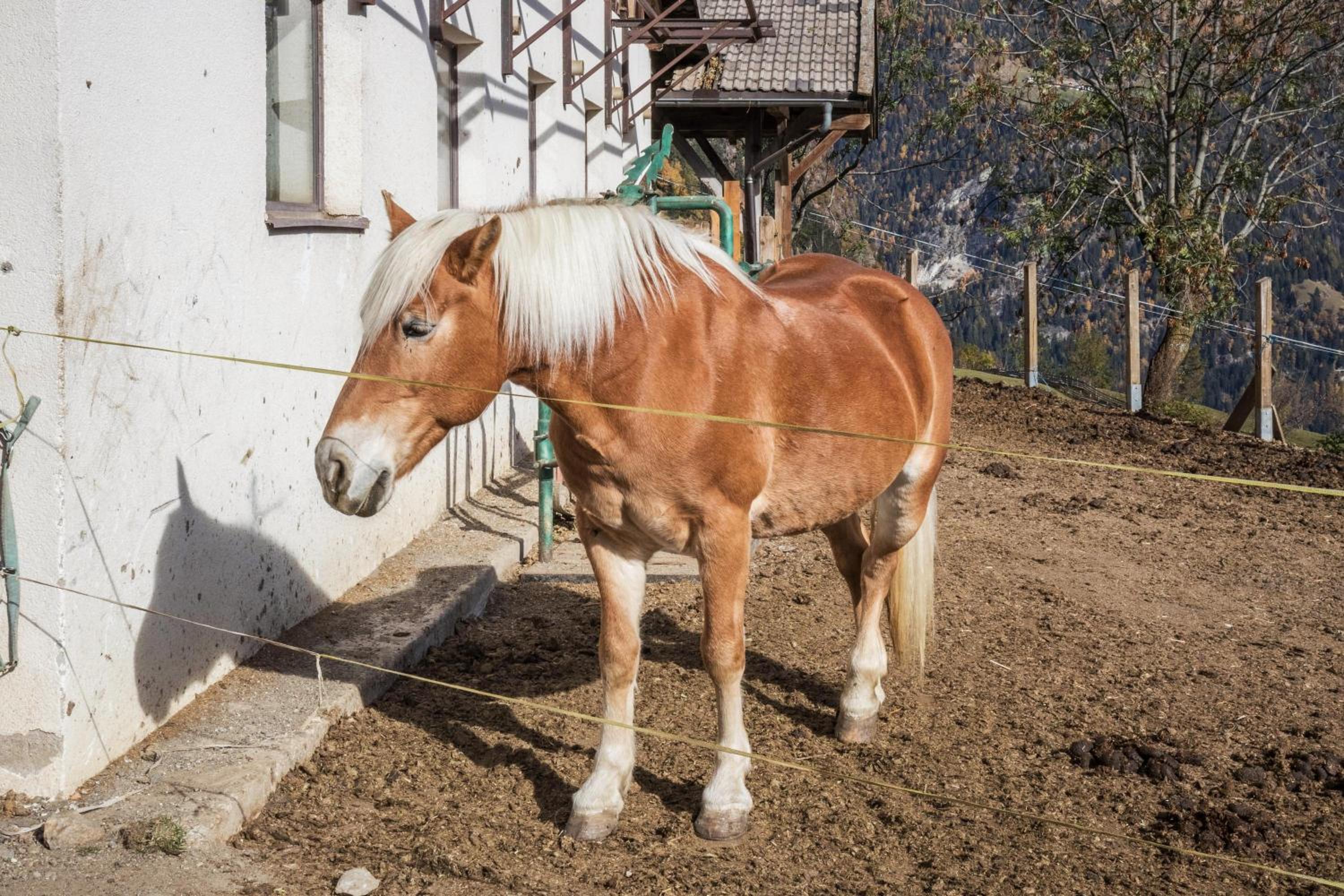 Egarthof Ferienwohnung Arnika