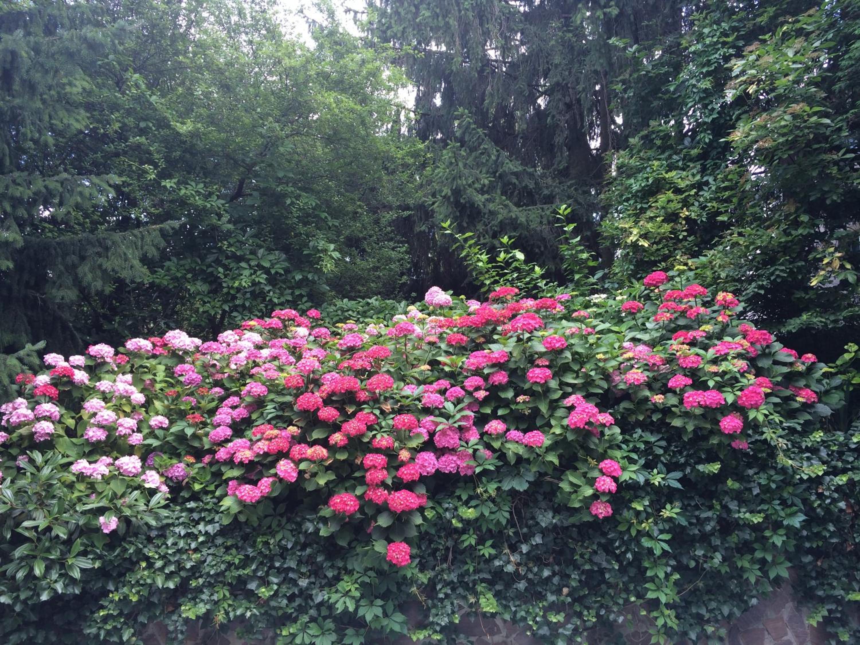 Exquisites Gartenapartment in eleganter Jugendstilvilla