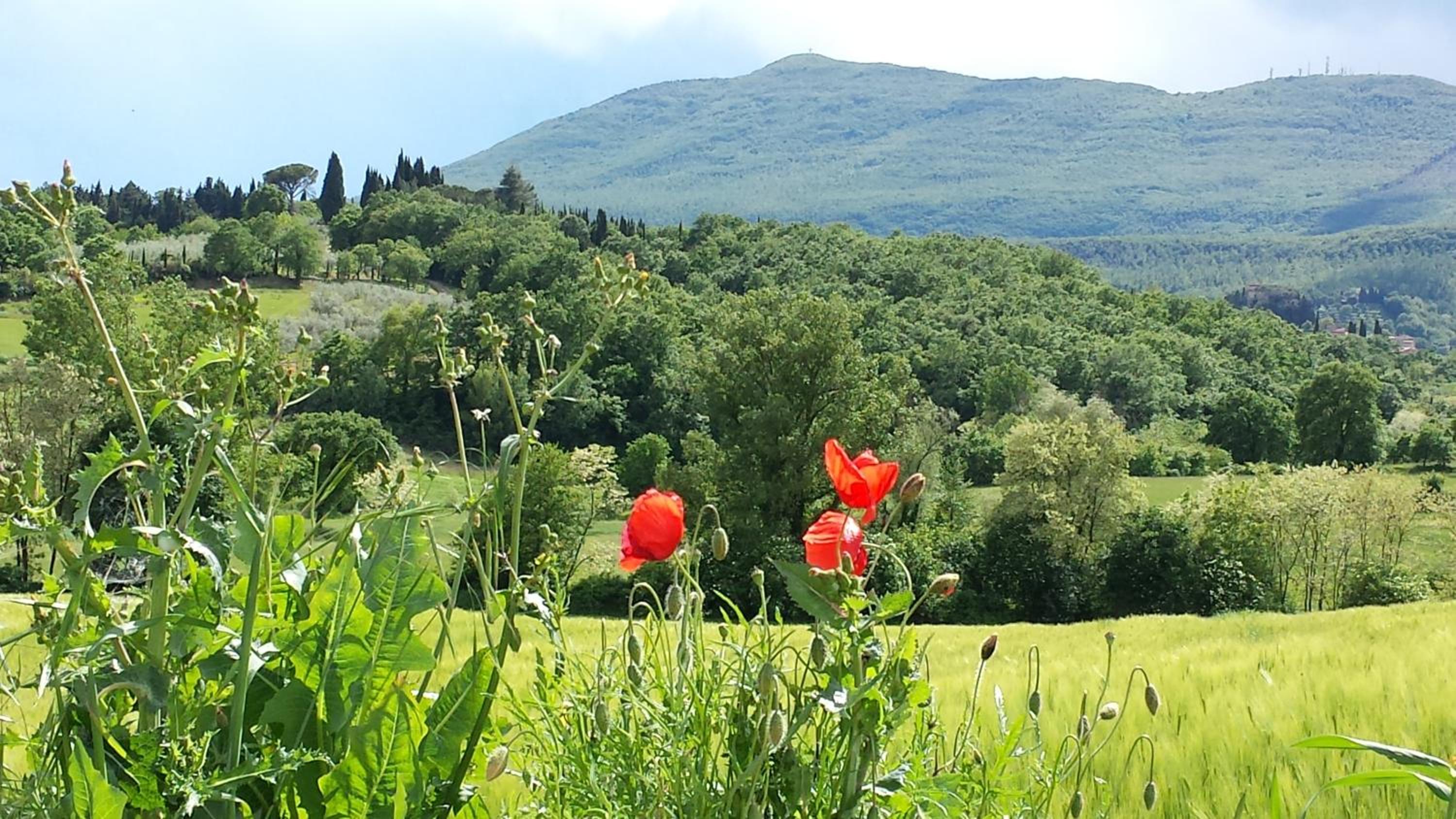 Podere Lamaccia - bed and kitchinette