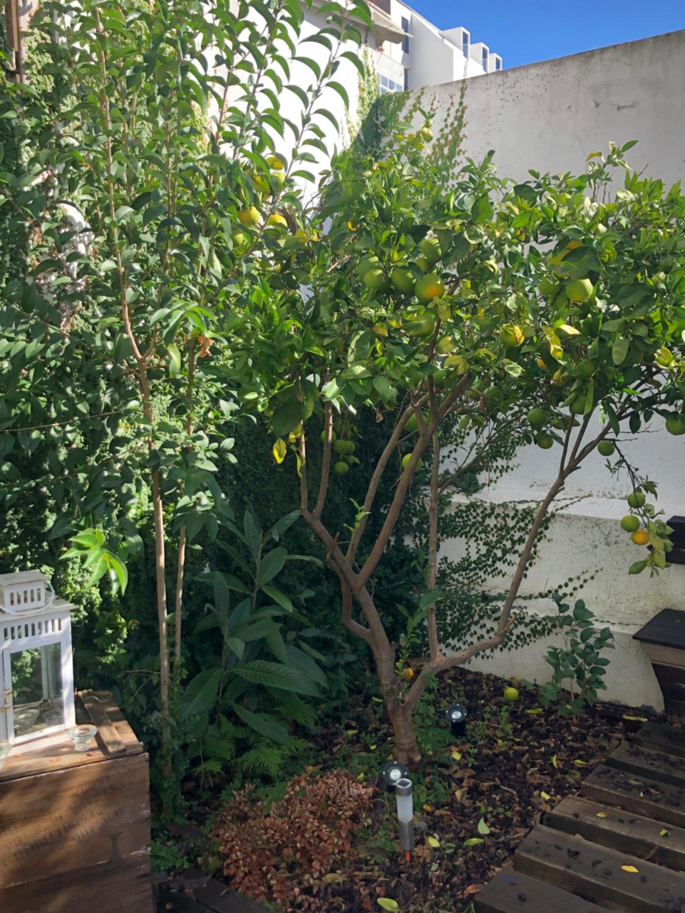 Garden Apartment view 2