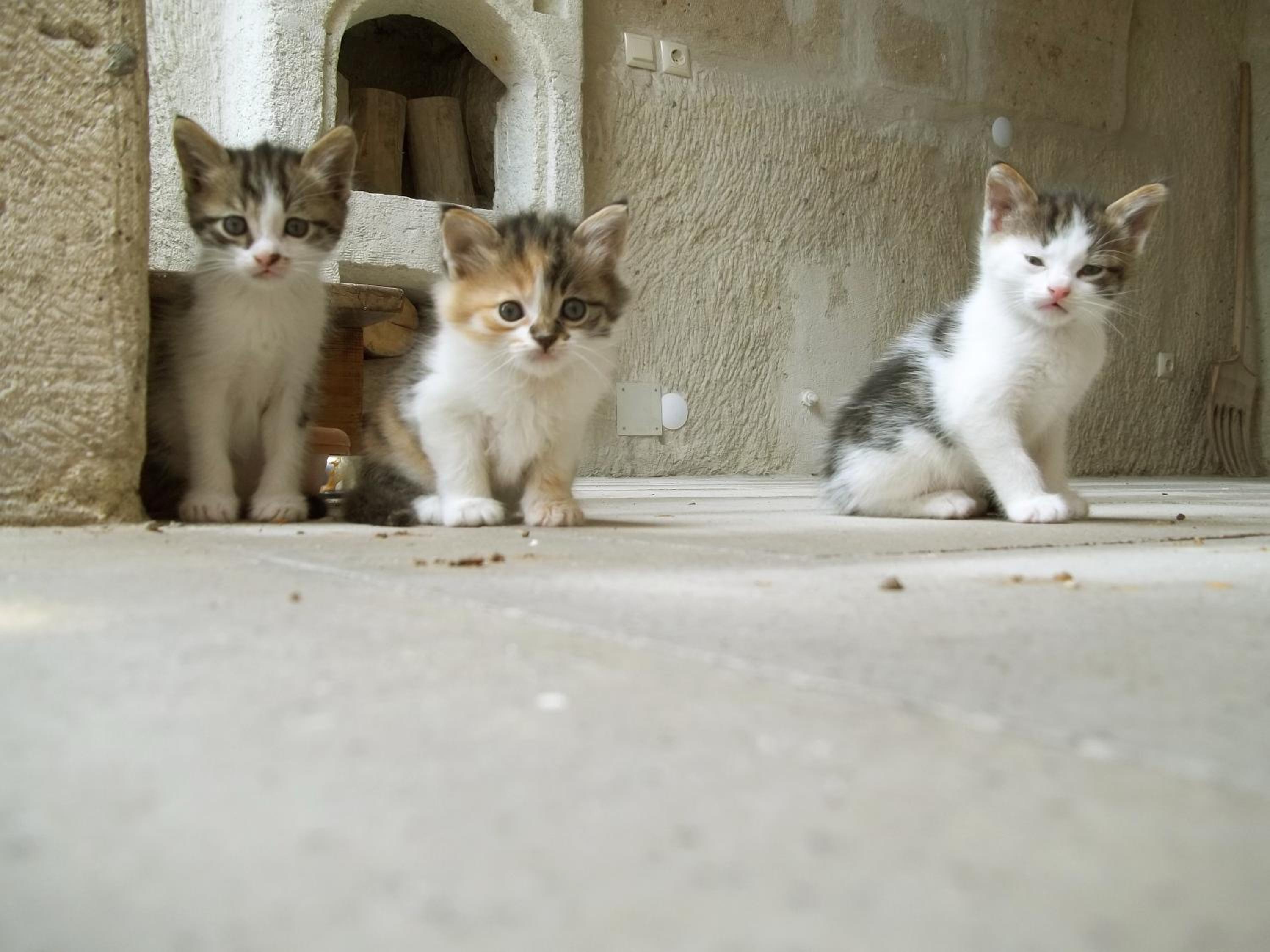 Karadut Cave Hotel - Image 93