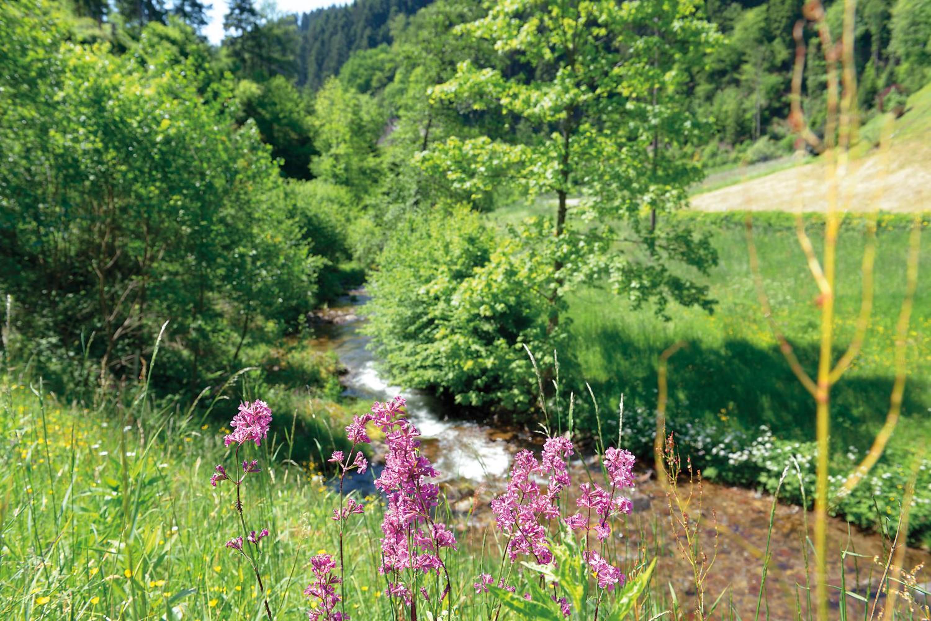Hotel - Gasthof Blume