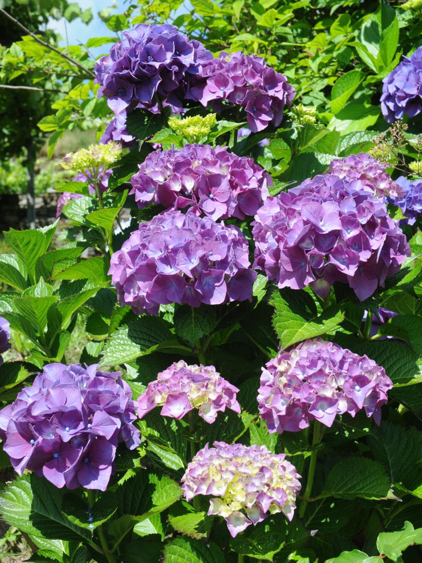 Photo 47