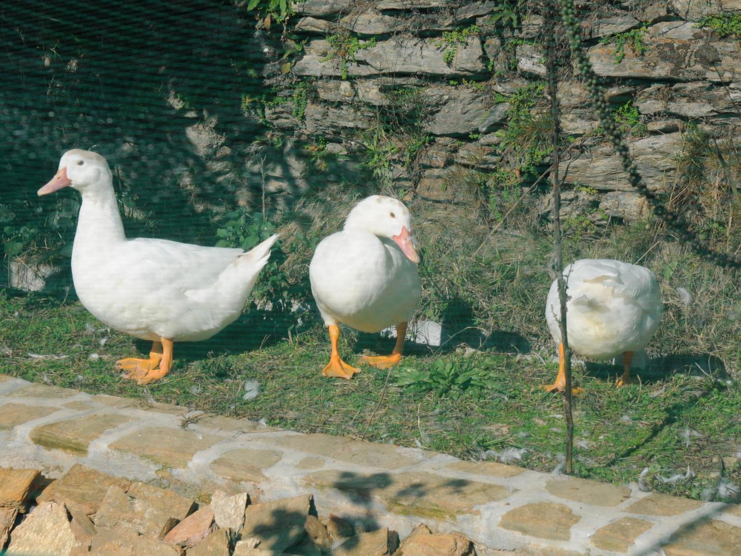 Photo 45