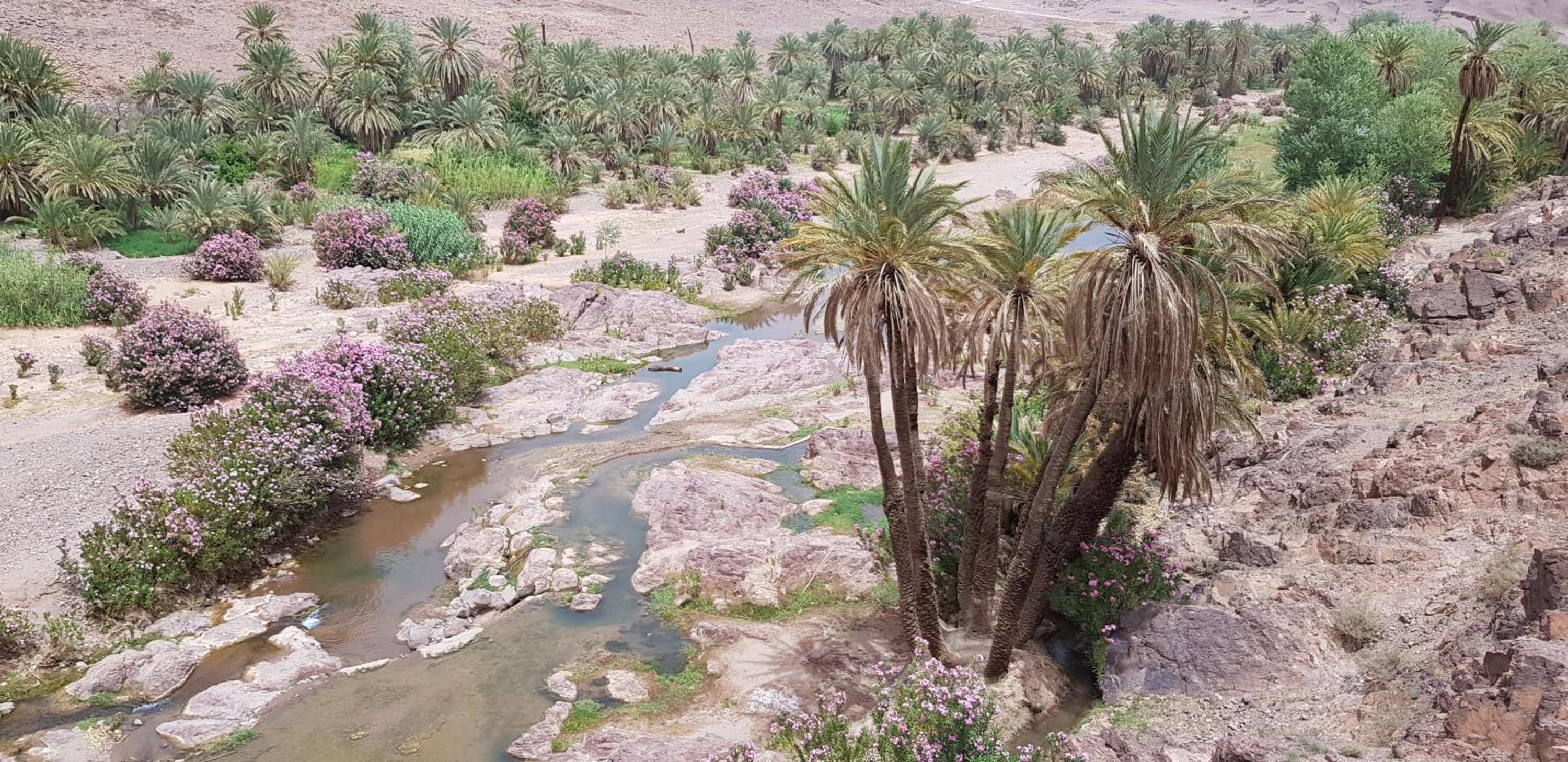 Ouarzazate Vacations - ecolodge bivouac des aigles - Property Image 18
