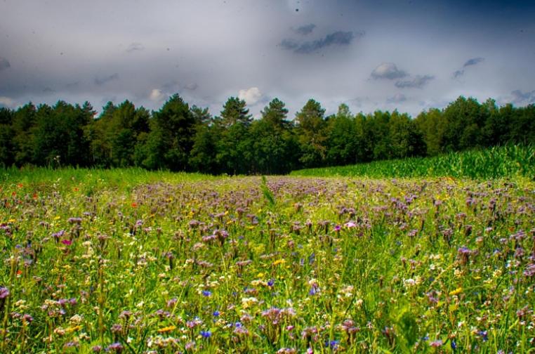 Guesthouse Valkenswaard - Property Image 3