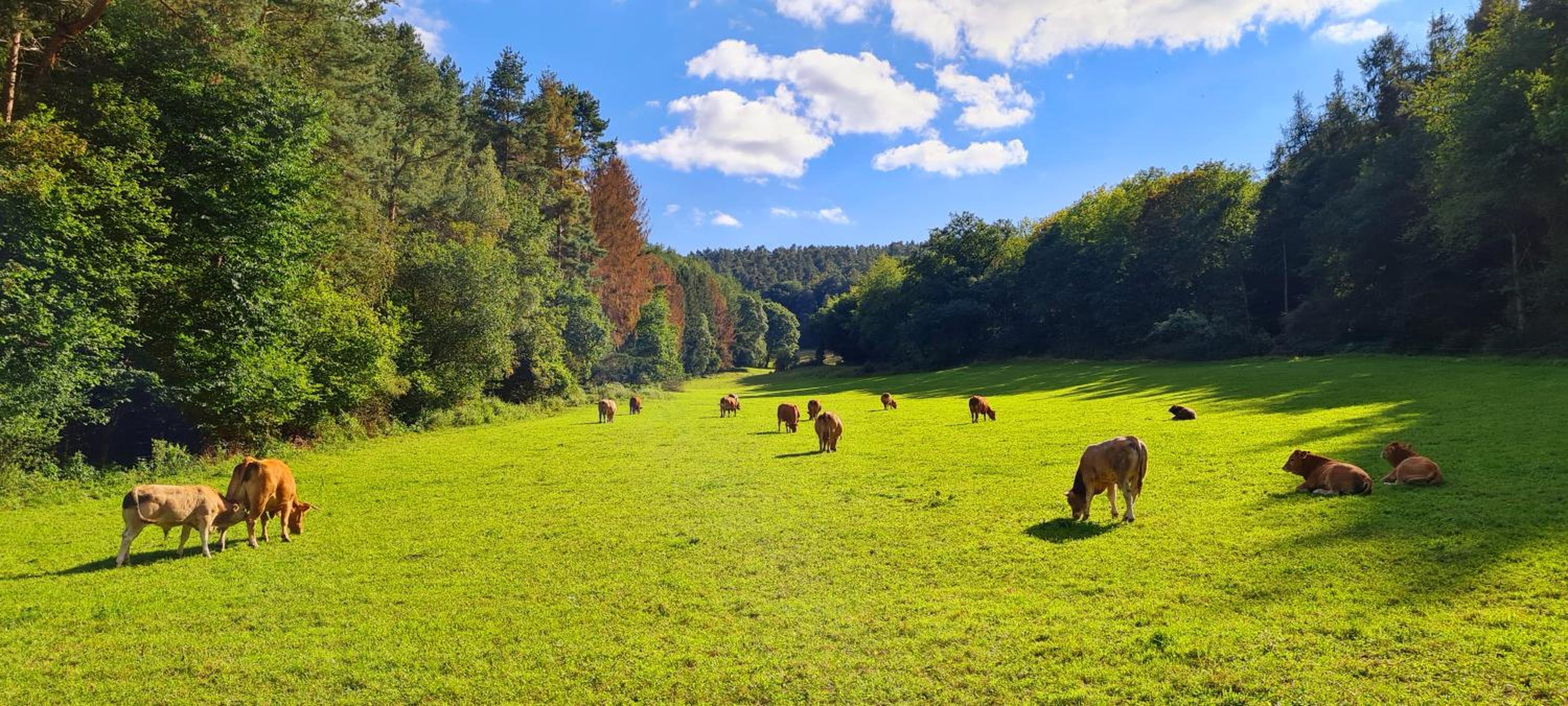 Eifelhof mit Obstbaumwiese