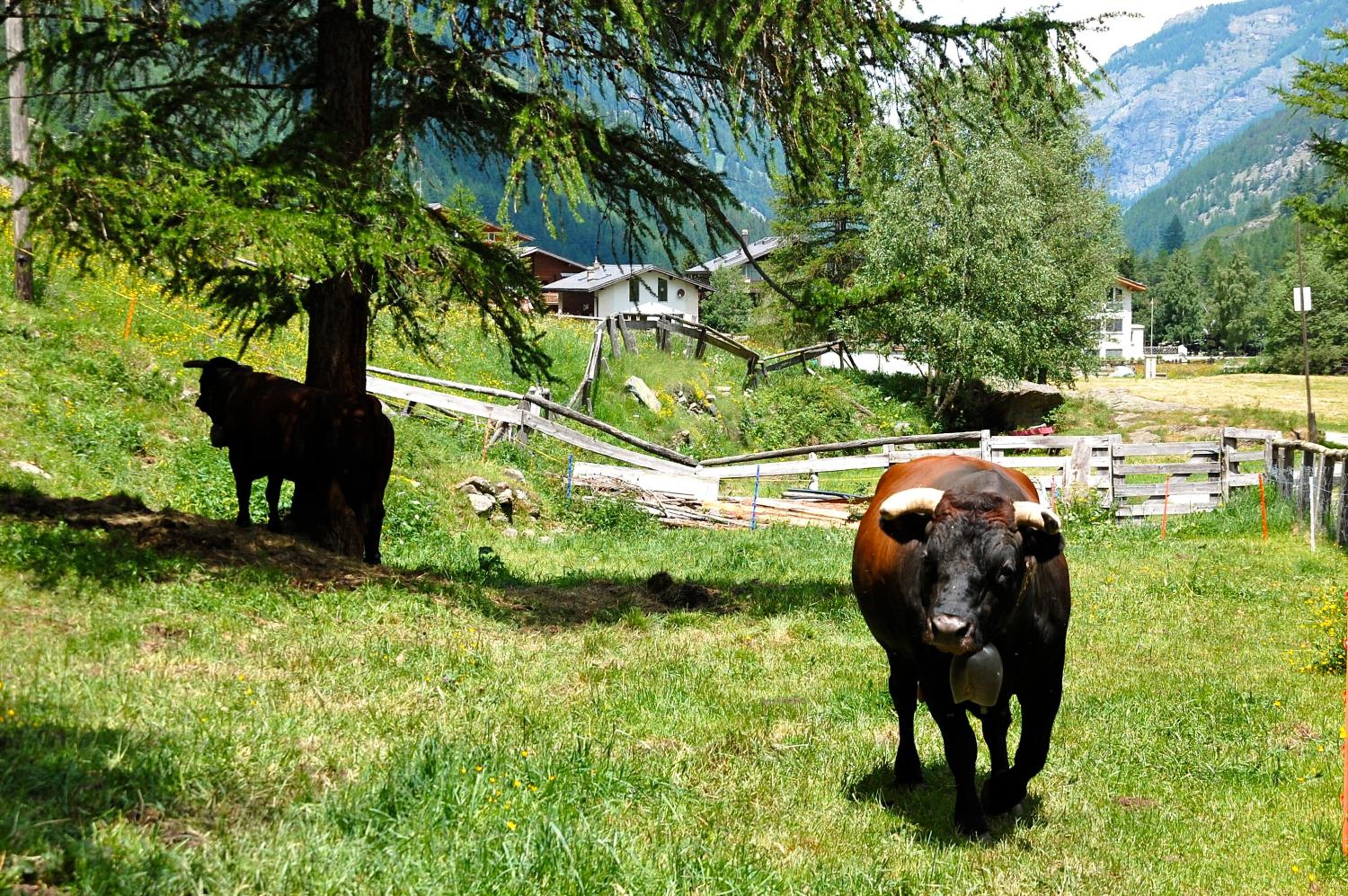 Ferienwohnung Allalinblick