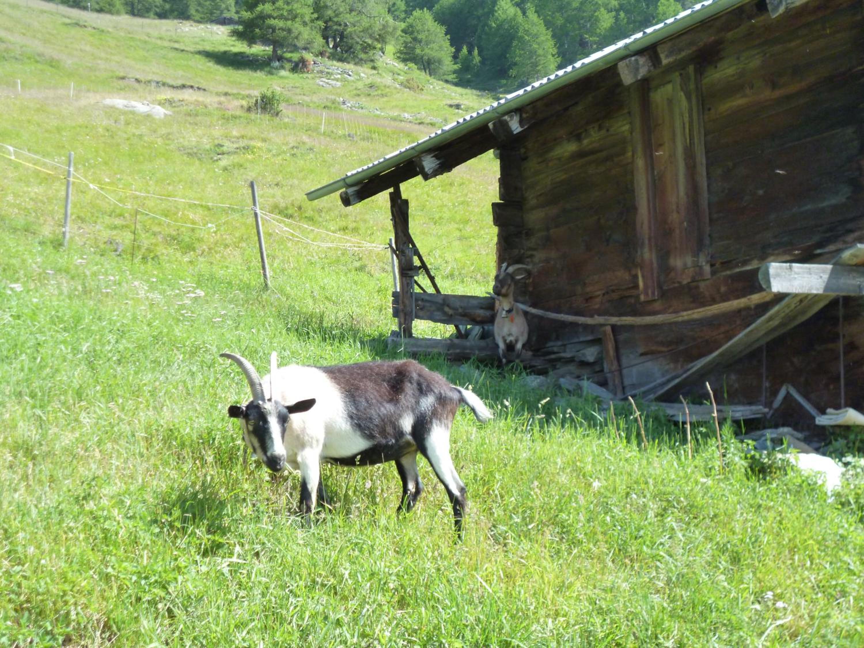 Ferienwohnung Allalinblick