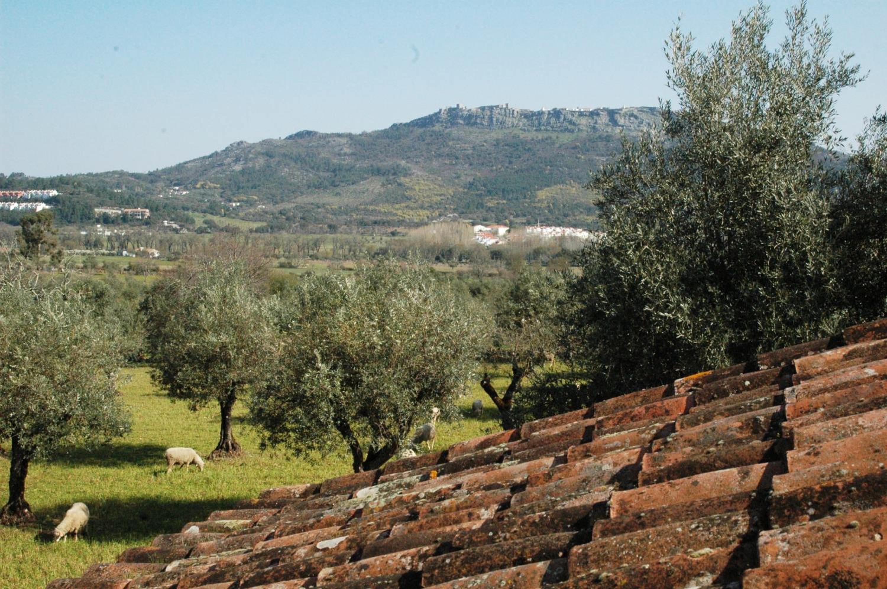 Quinta Do Vaqueirinho - Agro-Turismo