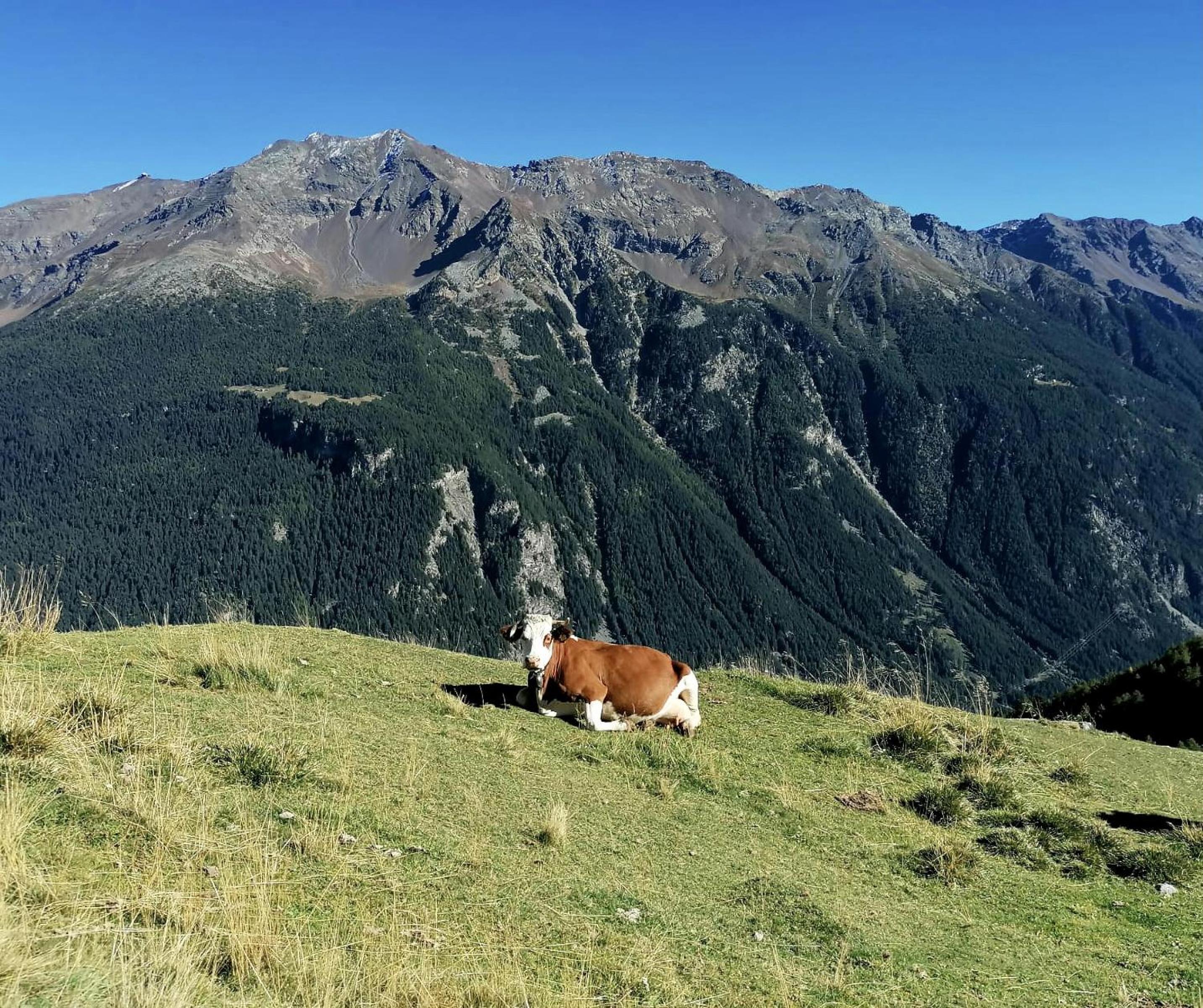 CASA CARCENTINA - fronte seggiovia, sulla pista Stelvio