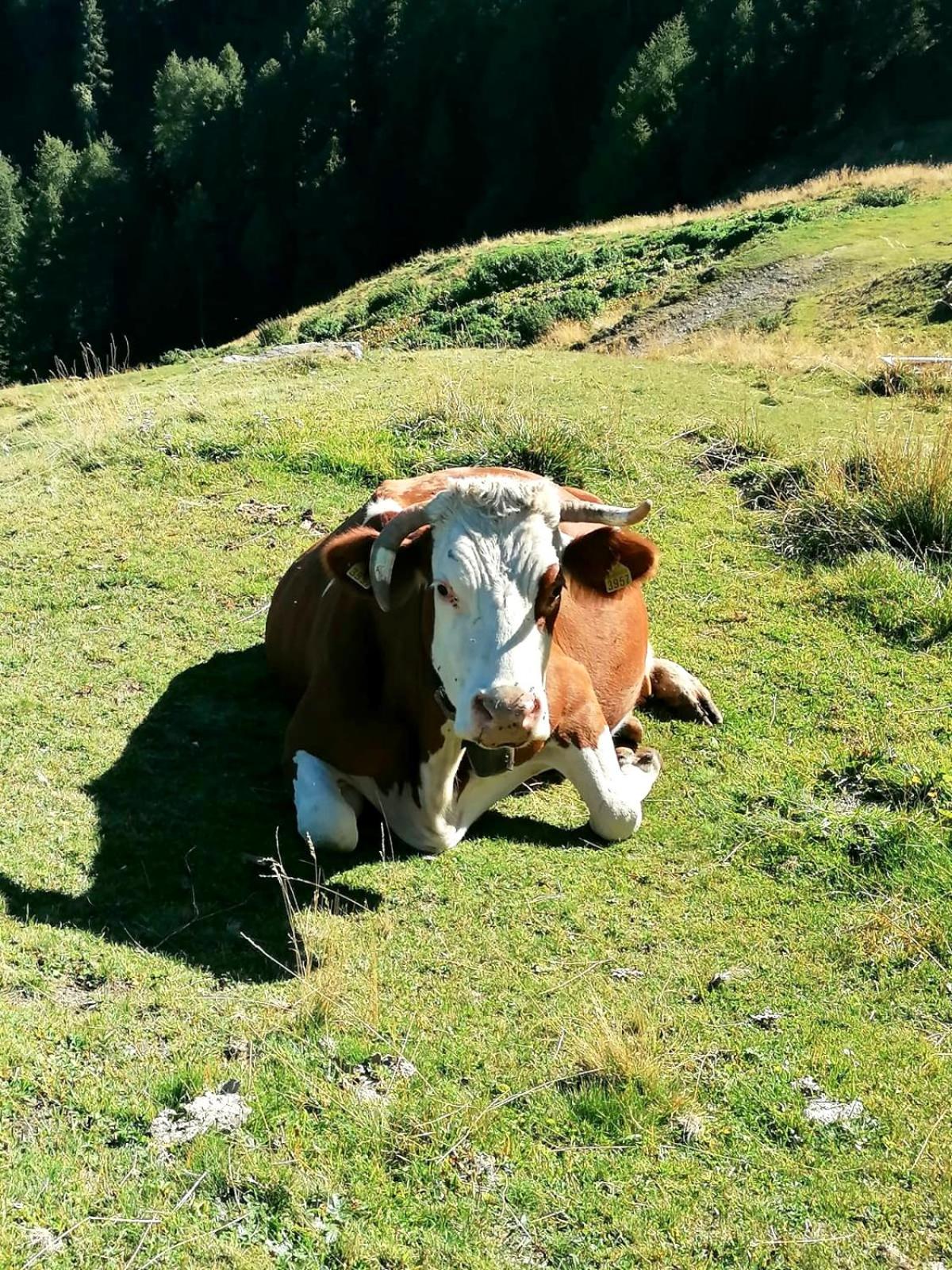 CASA CARCENTINA - fronte seggiovia, sulla pista Stelvio
