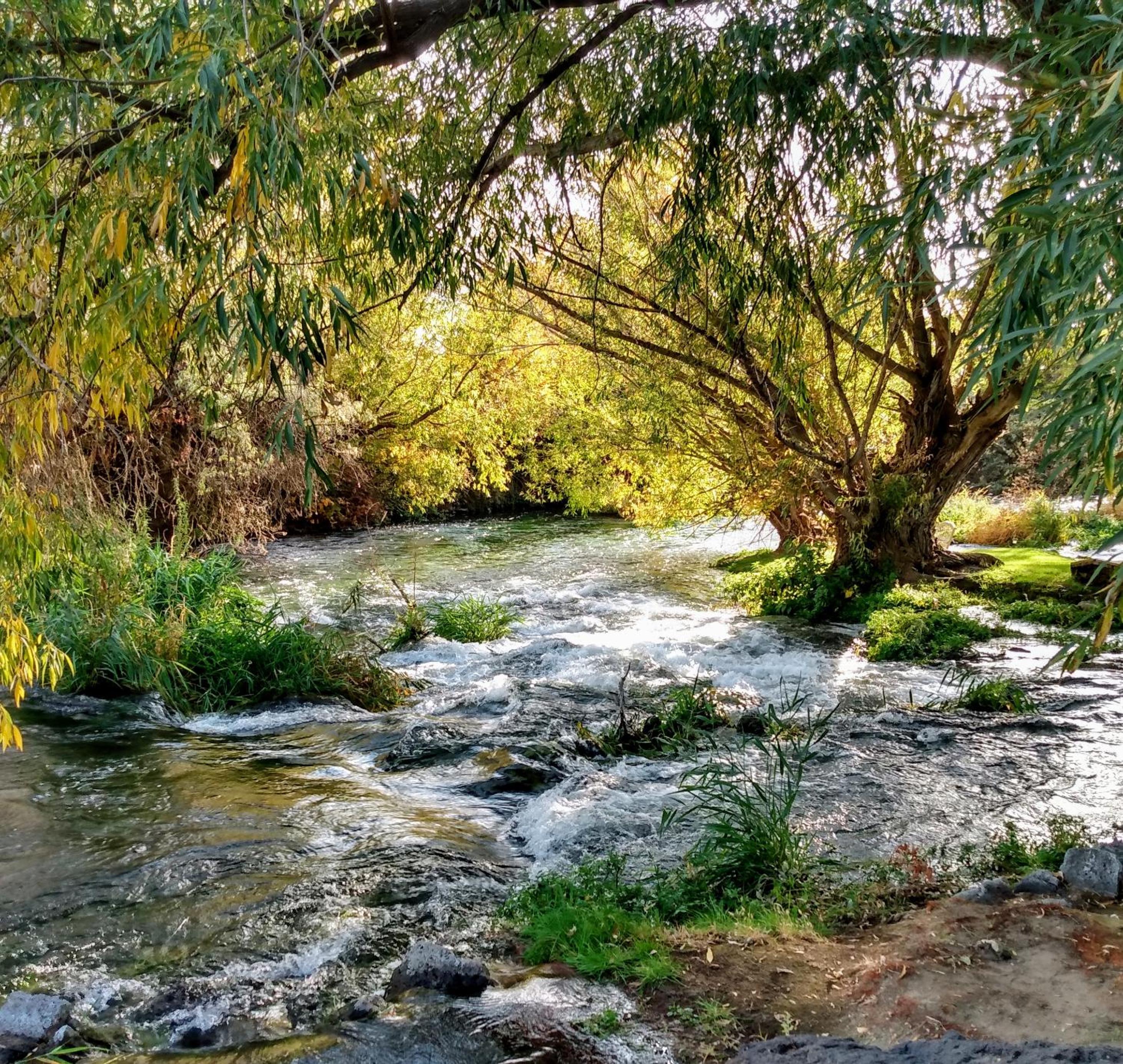 Billingsley Creek