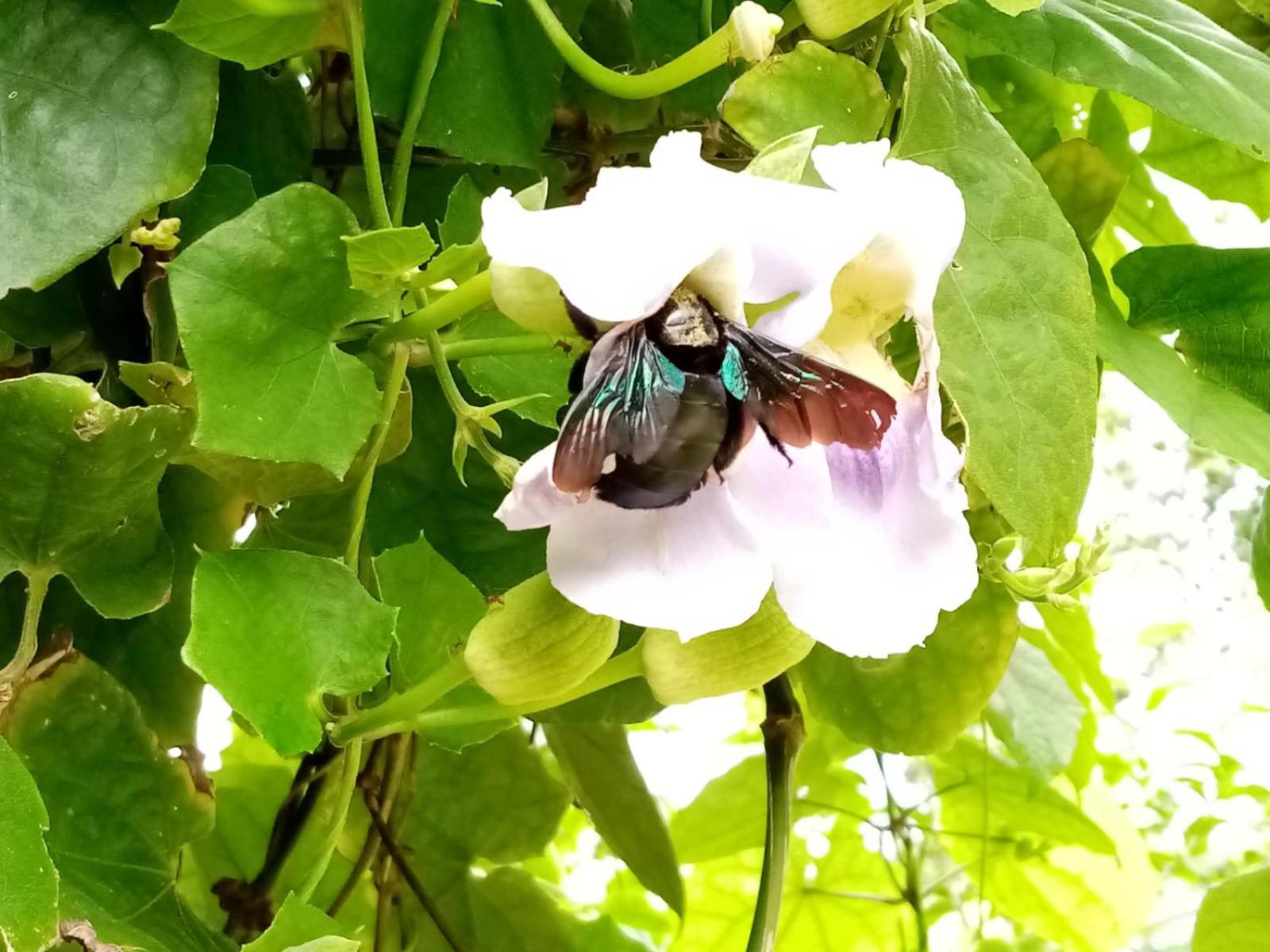Jasmin Garden Koh Kood view 5