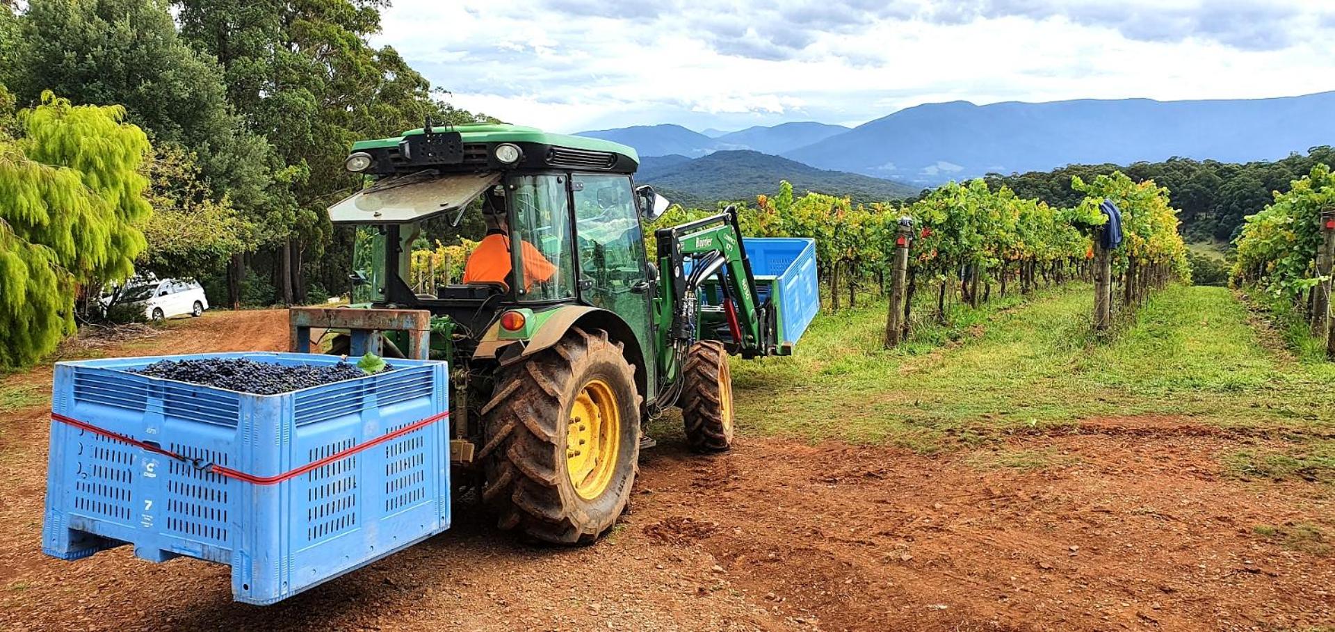 KiNam Vinea - A Vineyard Farmhouse in the Yarra Valley