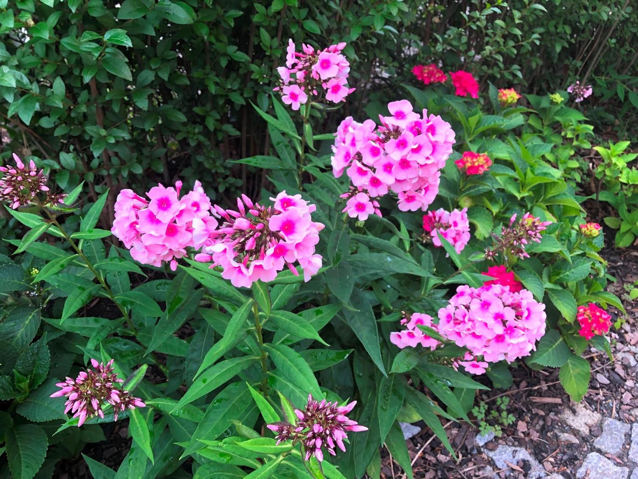 Dresden Vacations - Ferienwohnung an der Elbfahre - Property Image 1