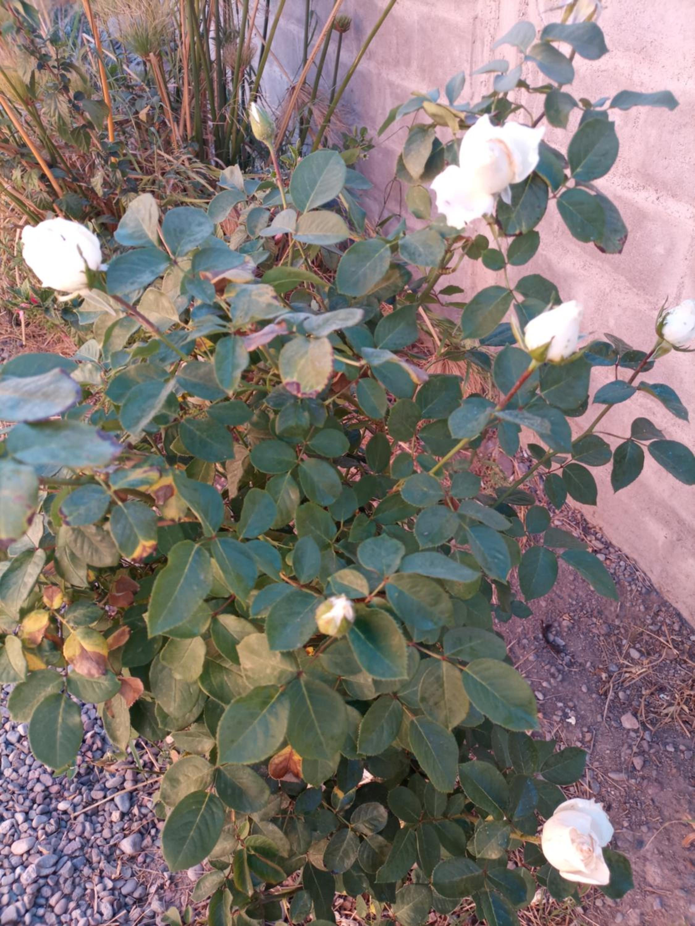 Photo 27