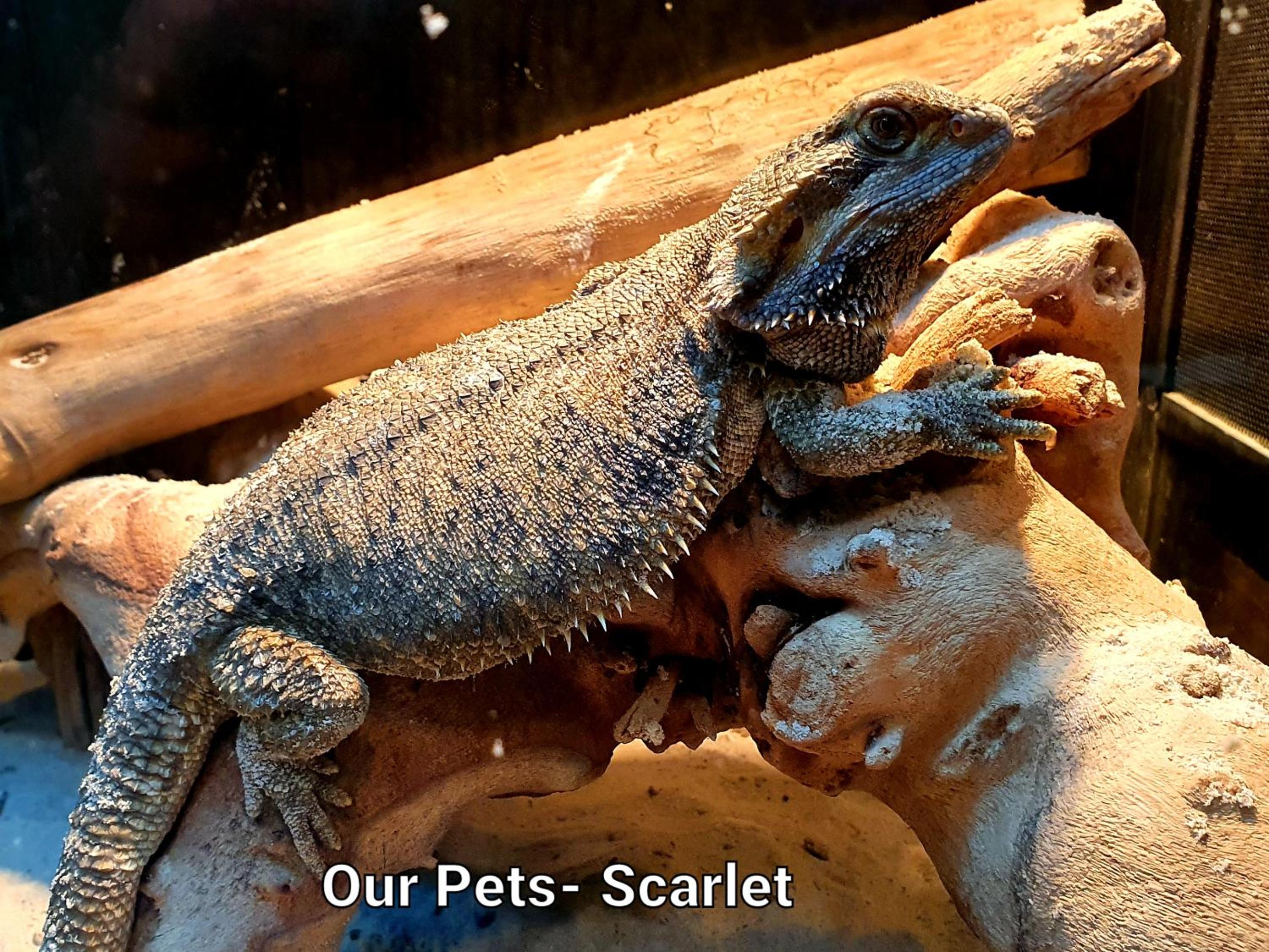 Surf Beach Motel Tweed