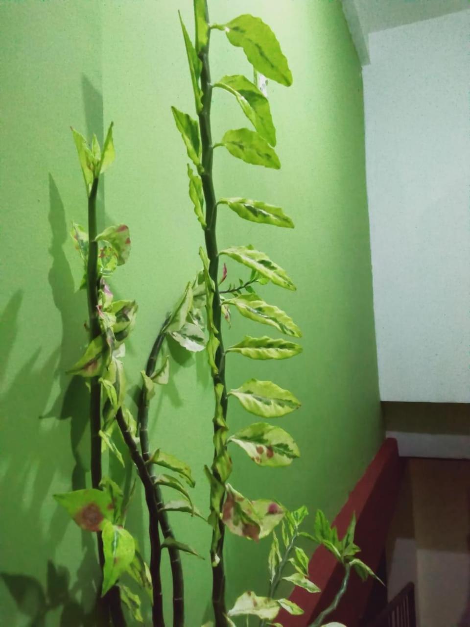 Photo 18