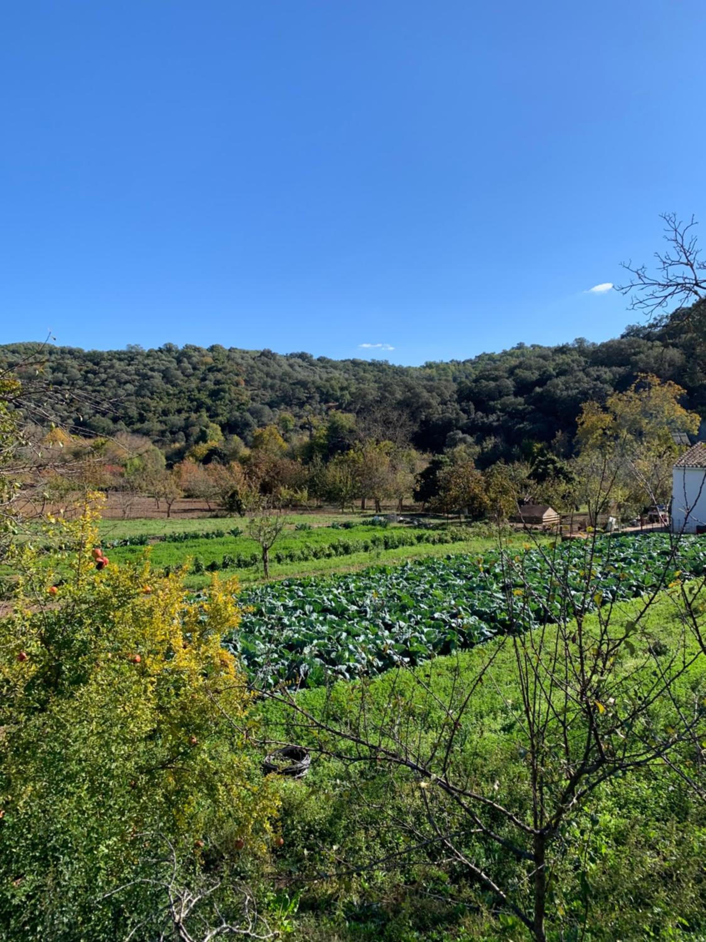 Casa Rural La Senda de Aroche view 3