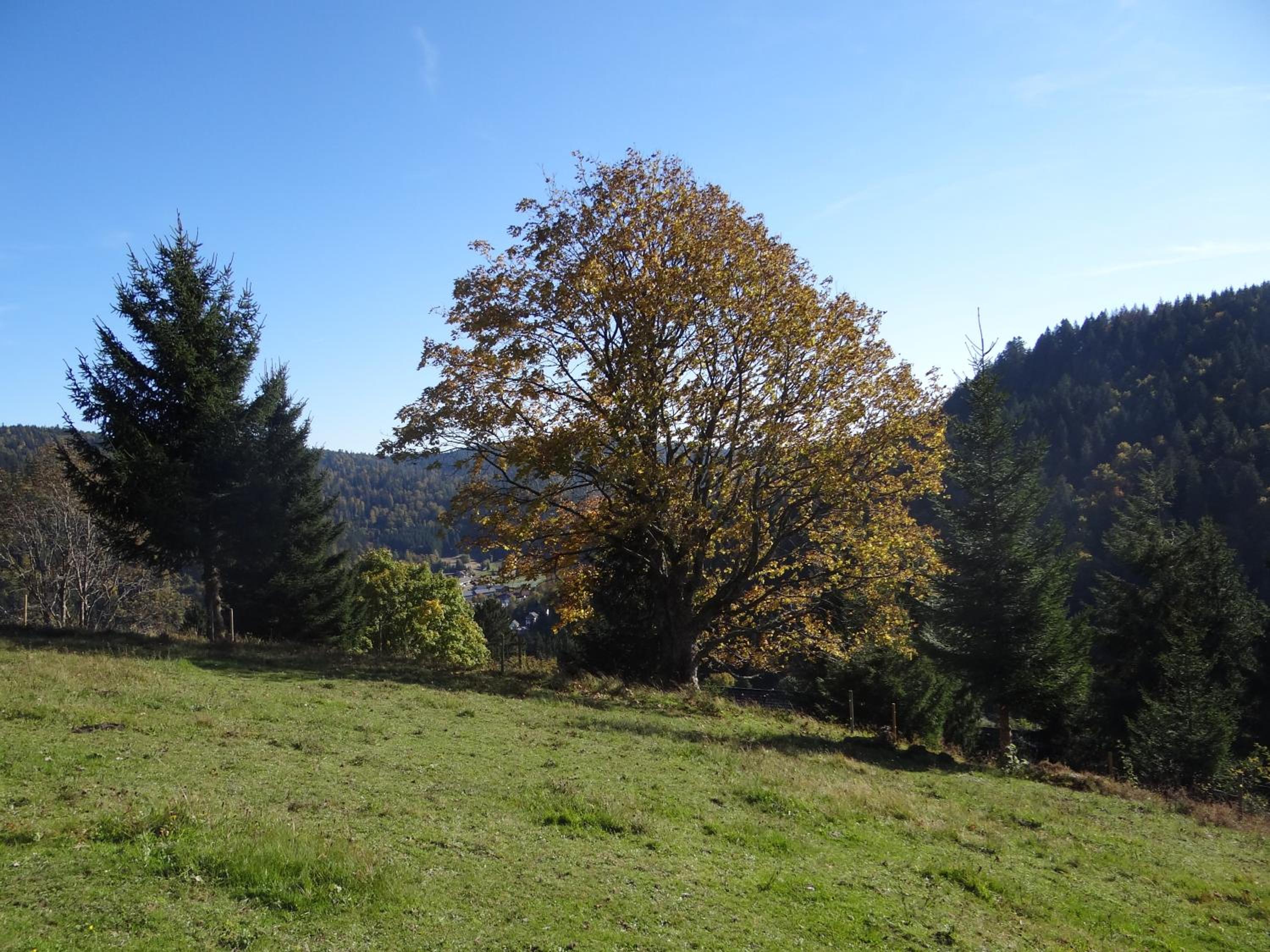 Photo 28