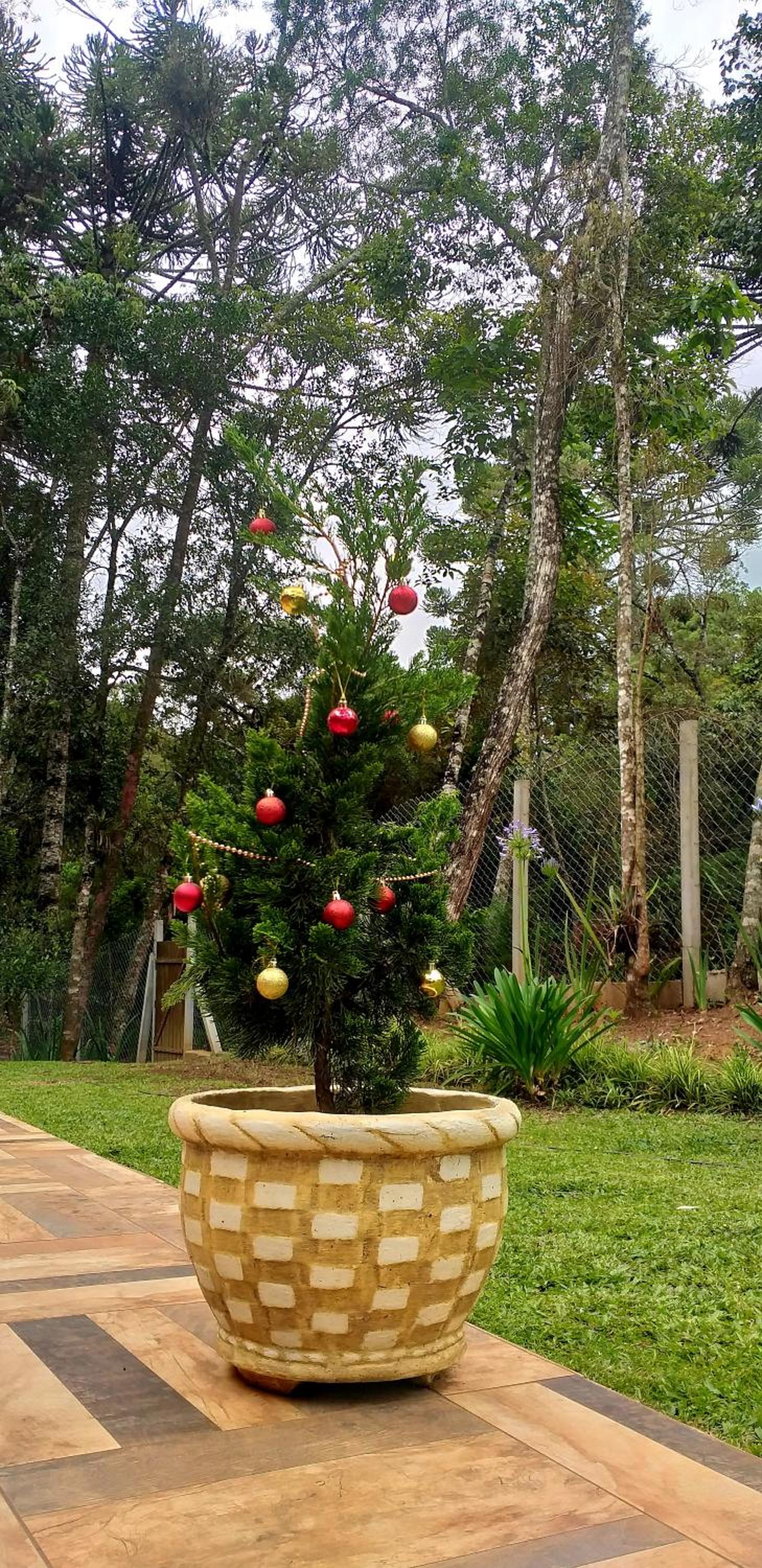 Bosque das Araucárias