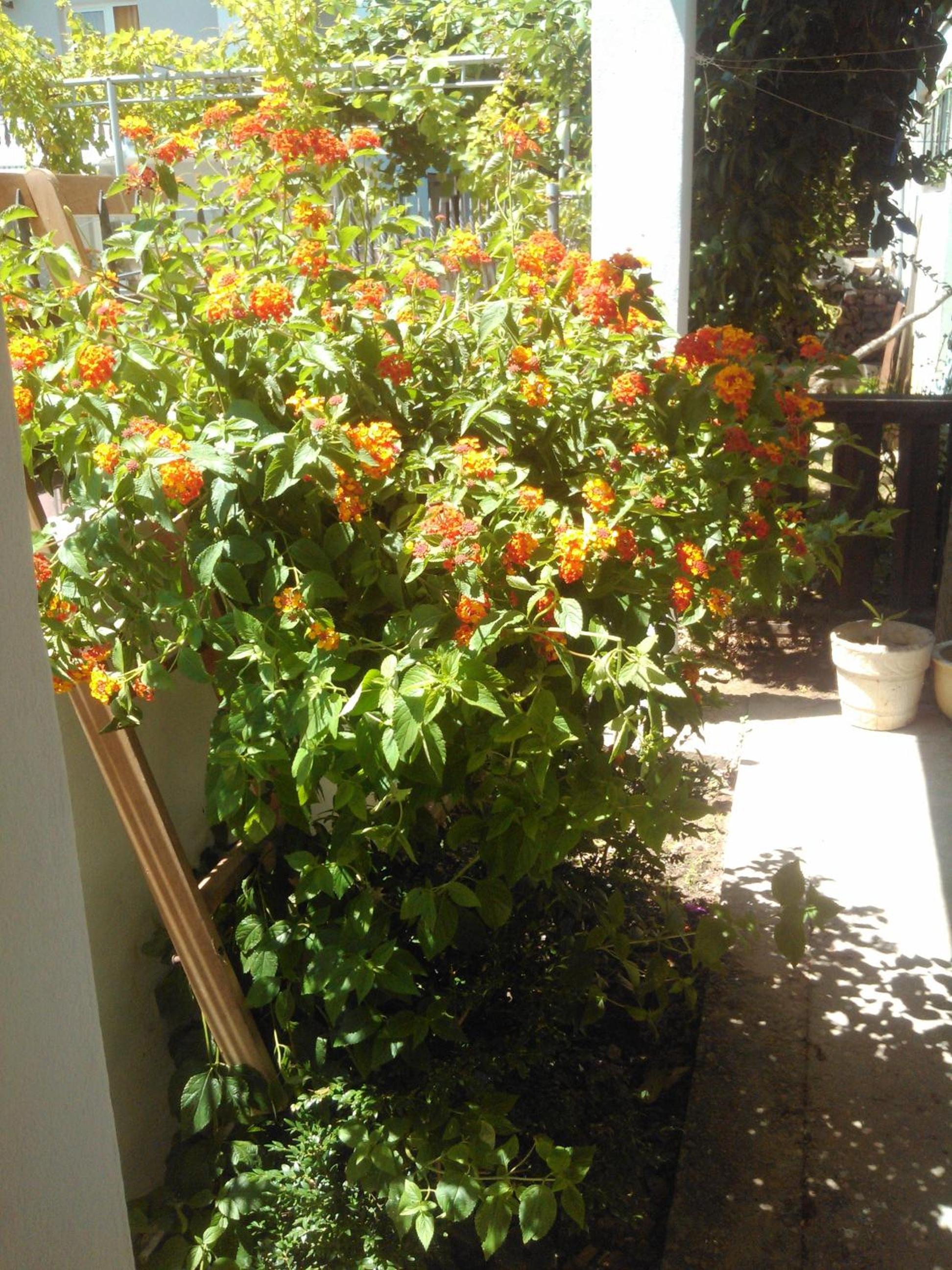 Photo 44