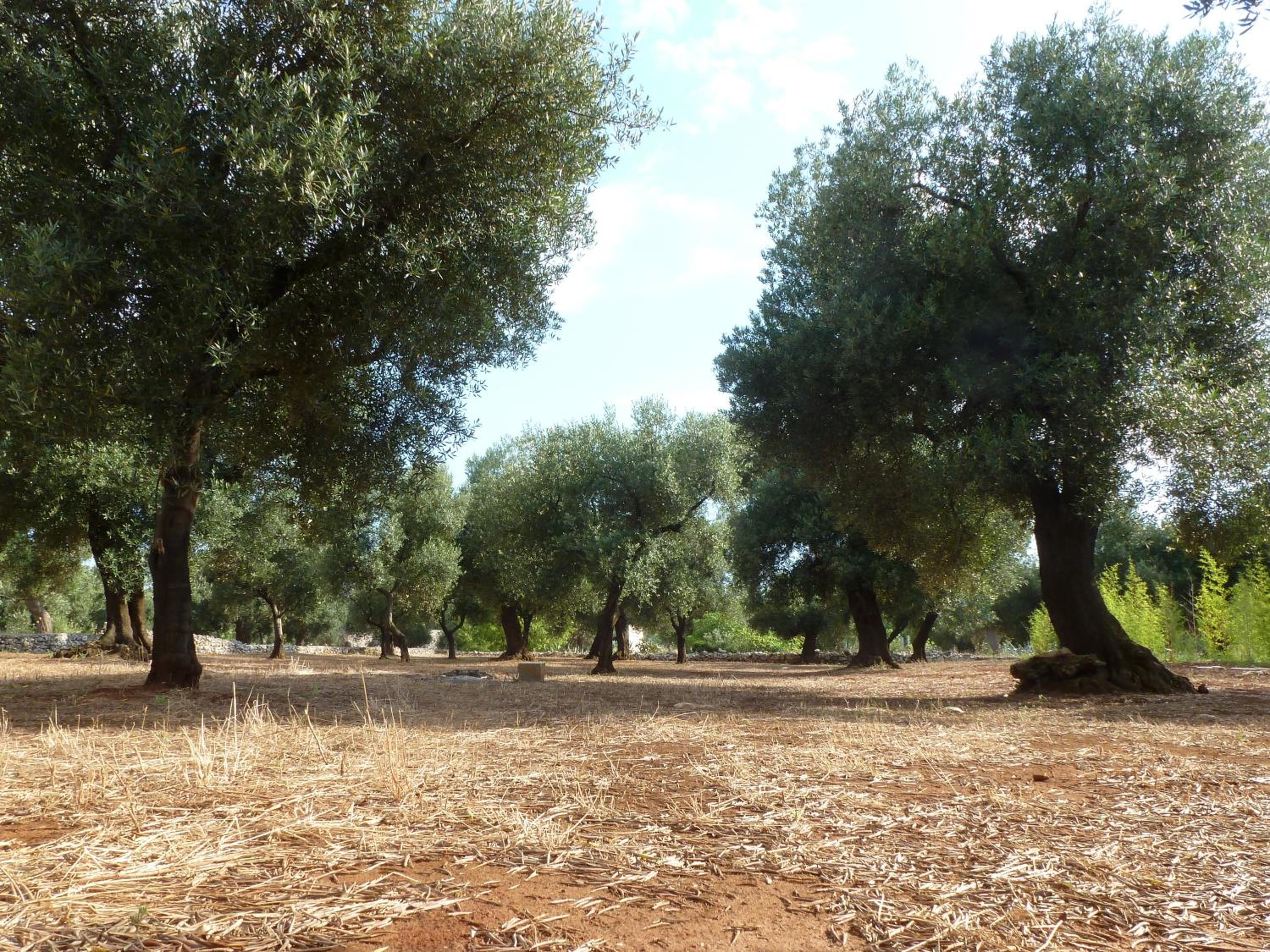 Photo 44