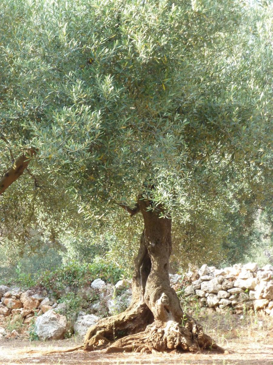Photo 45